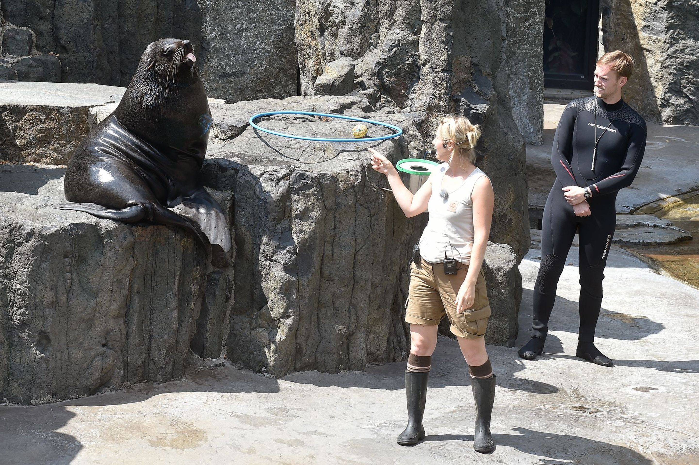 Cvičení lachtanů v ZOO Praha - 9 - GALERIE: Cvičení lachtanů v ZOO Praha (9/12)