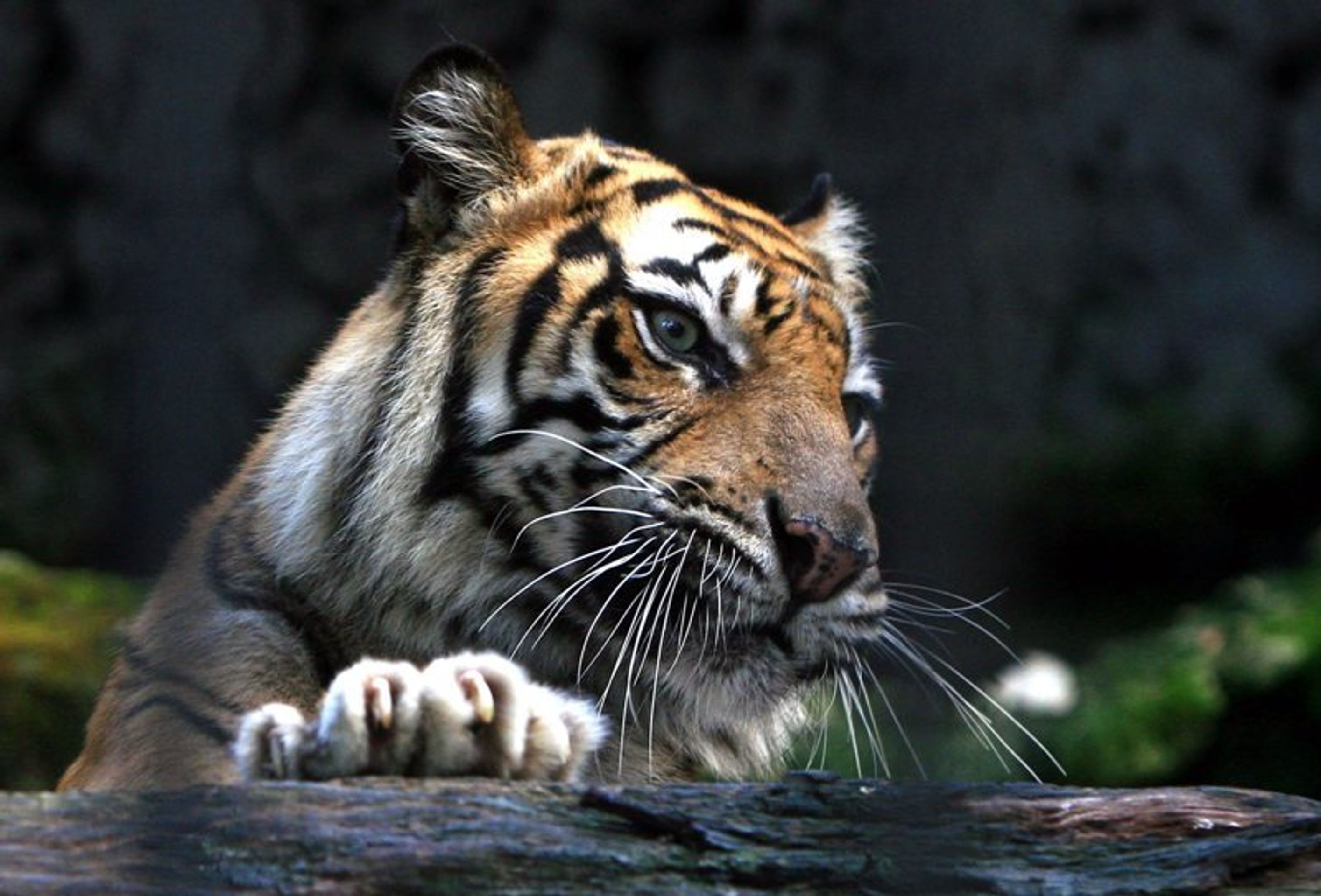Nejhorší zoo na světě v indonéské Surabaye - 4 - GALERIE: Nejhorší zoologická zahrada na světě (6/9)