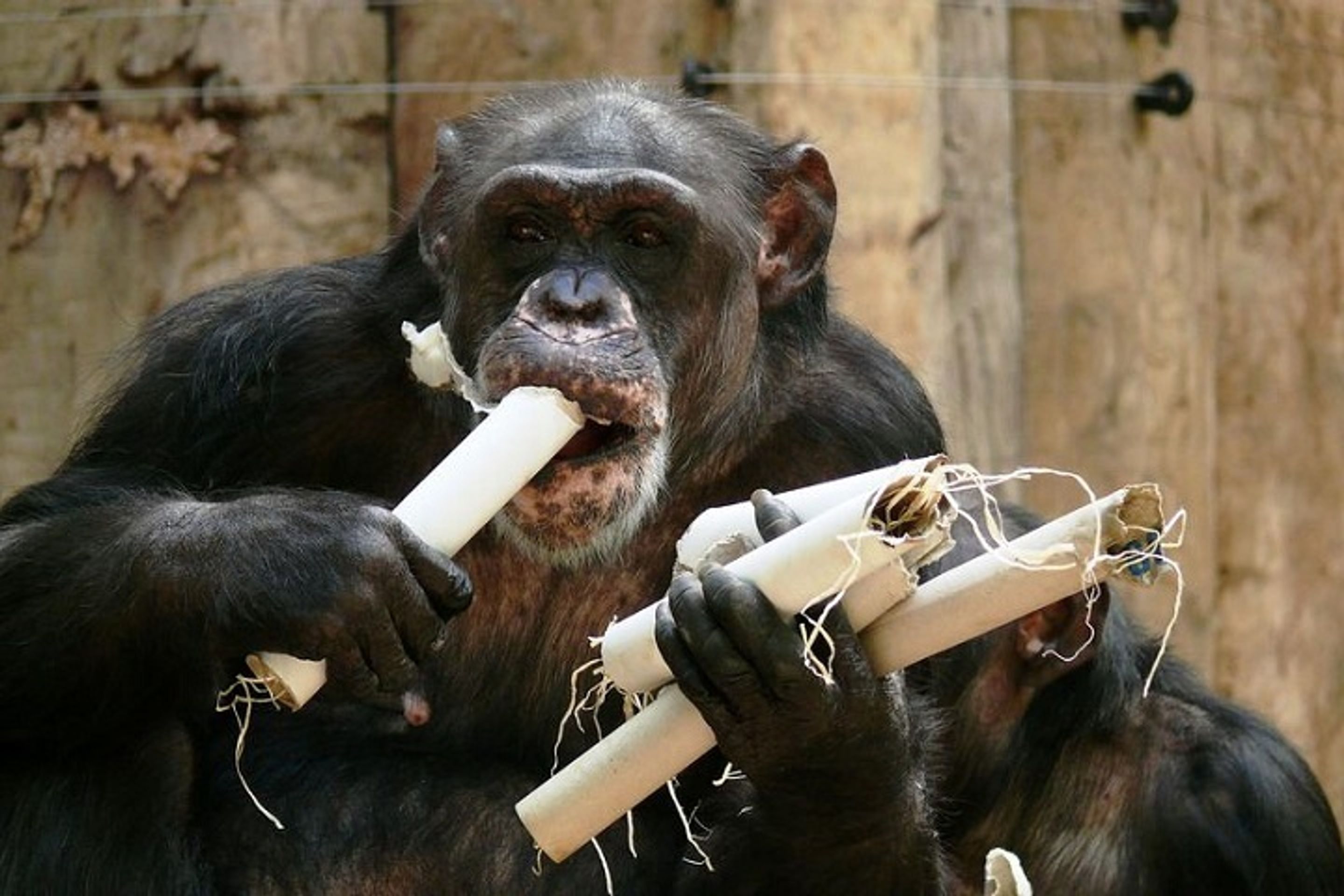 V německé zoo vyhořel pavilon opic - 2 - GALERIE: V německé zoo vyhořel pavilon opic (6/8)