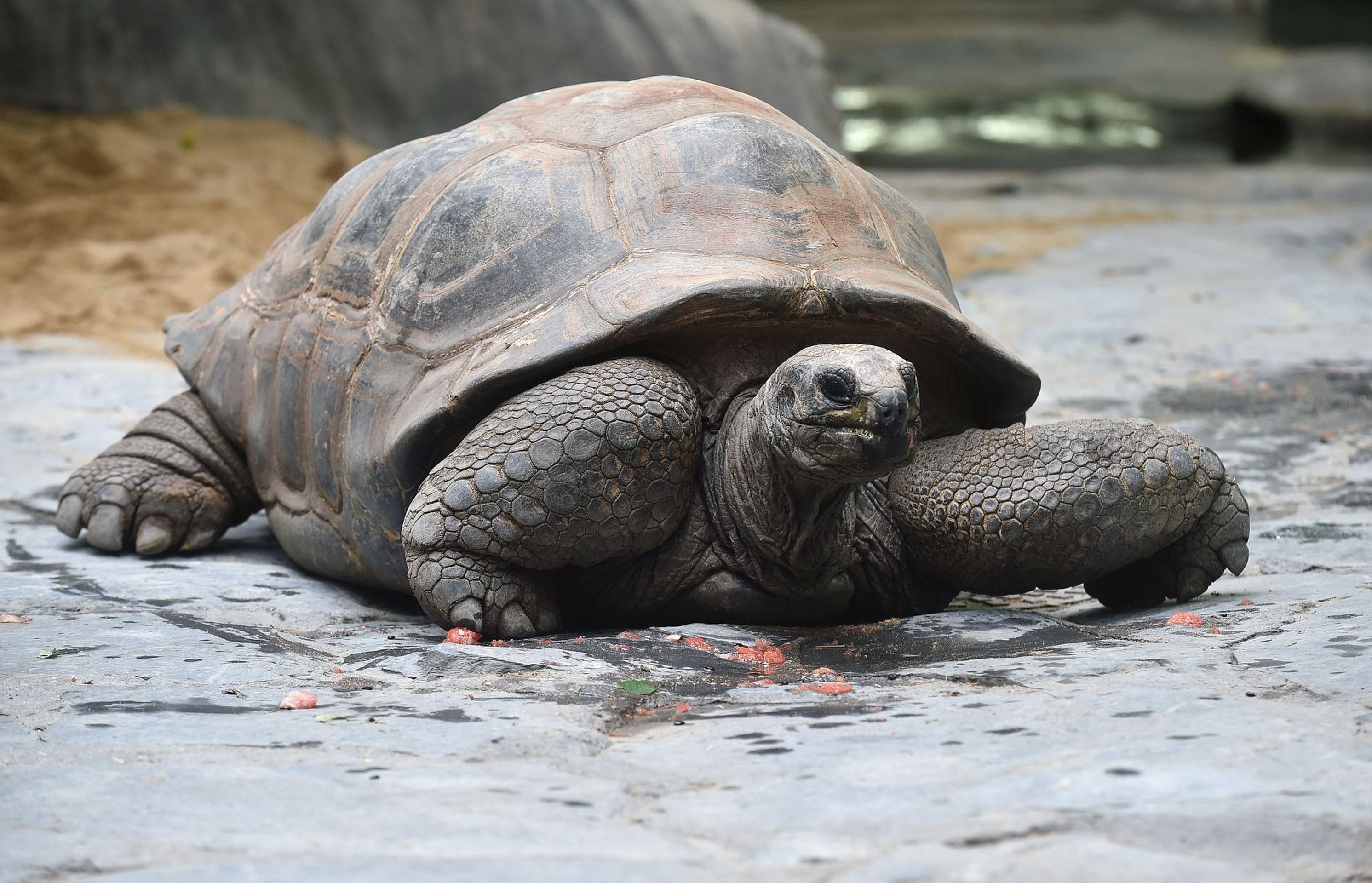 Krmení velkých želv v ZOO Praha - 12 - GALERIE: Krmení velkých želv v ZOO Praha (12/19)