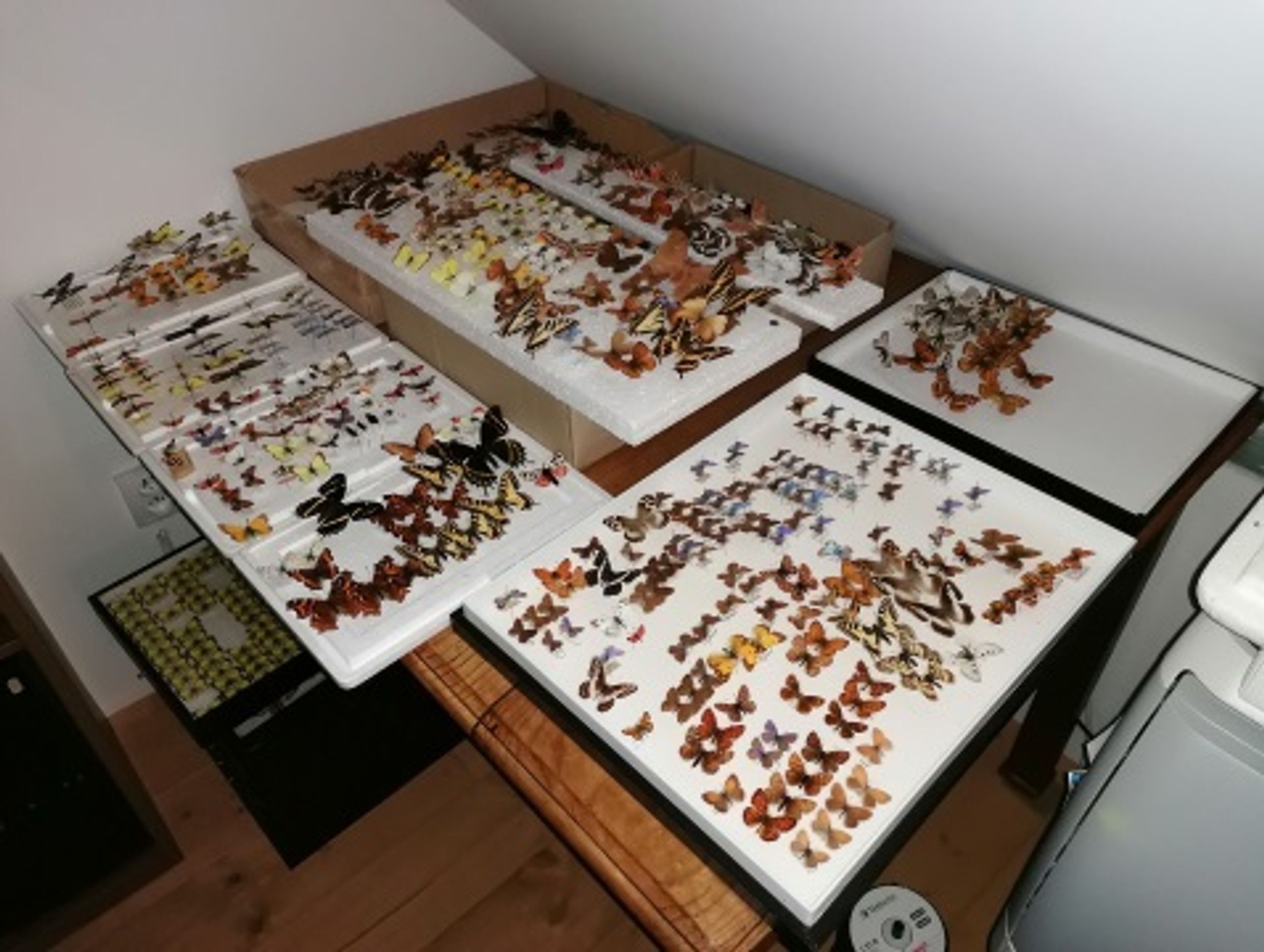 Obchody s chráněnými živočichy v Brně - 9 - GALERIE: Obchody s chráněnými živočichy v Brně (12/20)