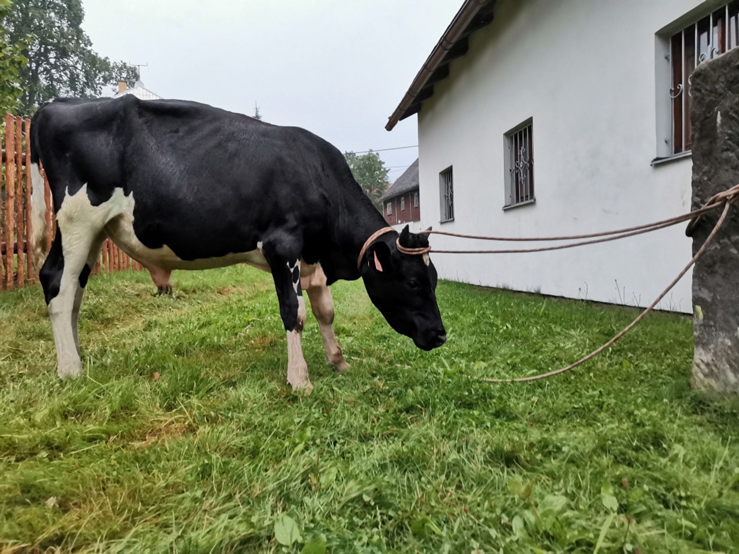 Záchrana býčka na Českolipsku - 4 - GALERIE: Záchrana býčka z bazénu na Českolipsku (2/4)