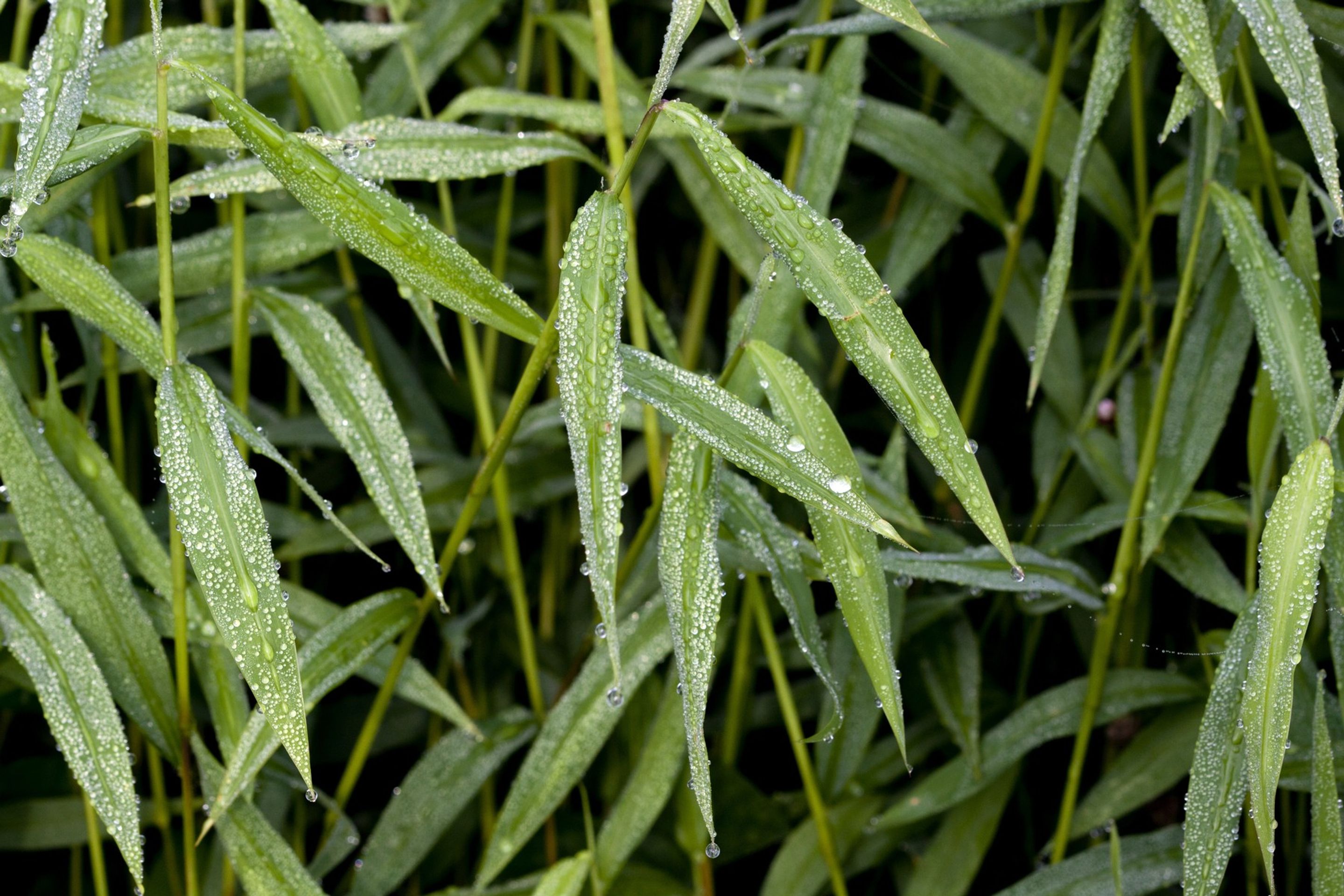 Microstegium vimineum - GALERIE: Nově přidané invazivní druhy rostlin (5/7)