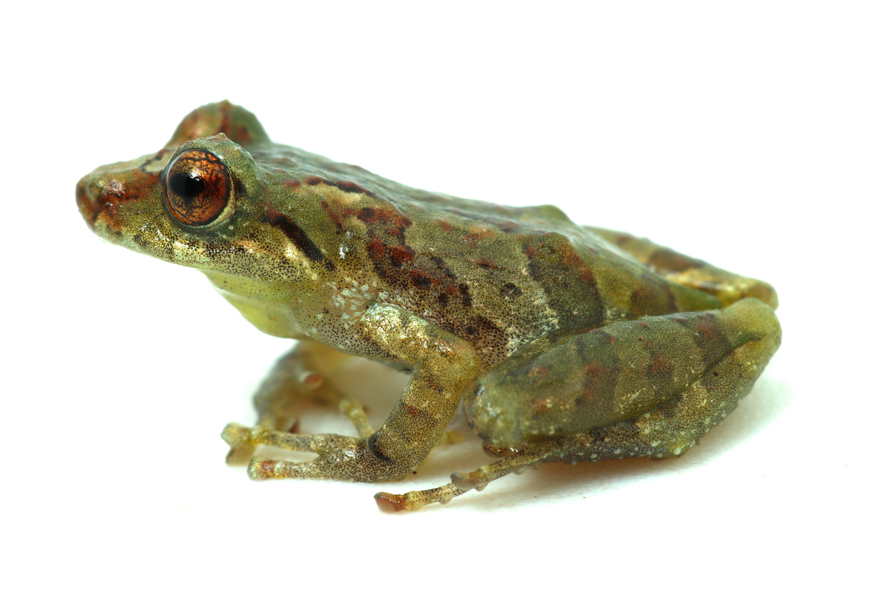 Nově objevená žába (Pristimantis sp.) - Nově objevené druhy živočichů (6/9)