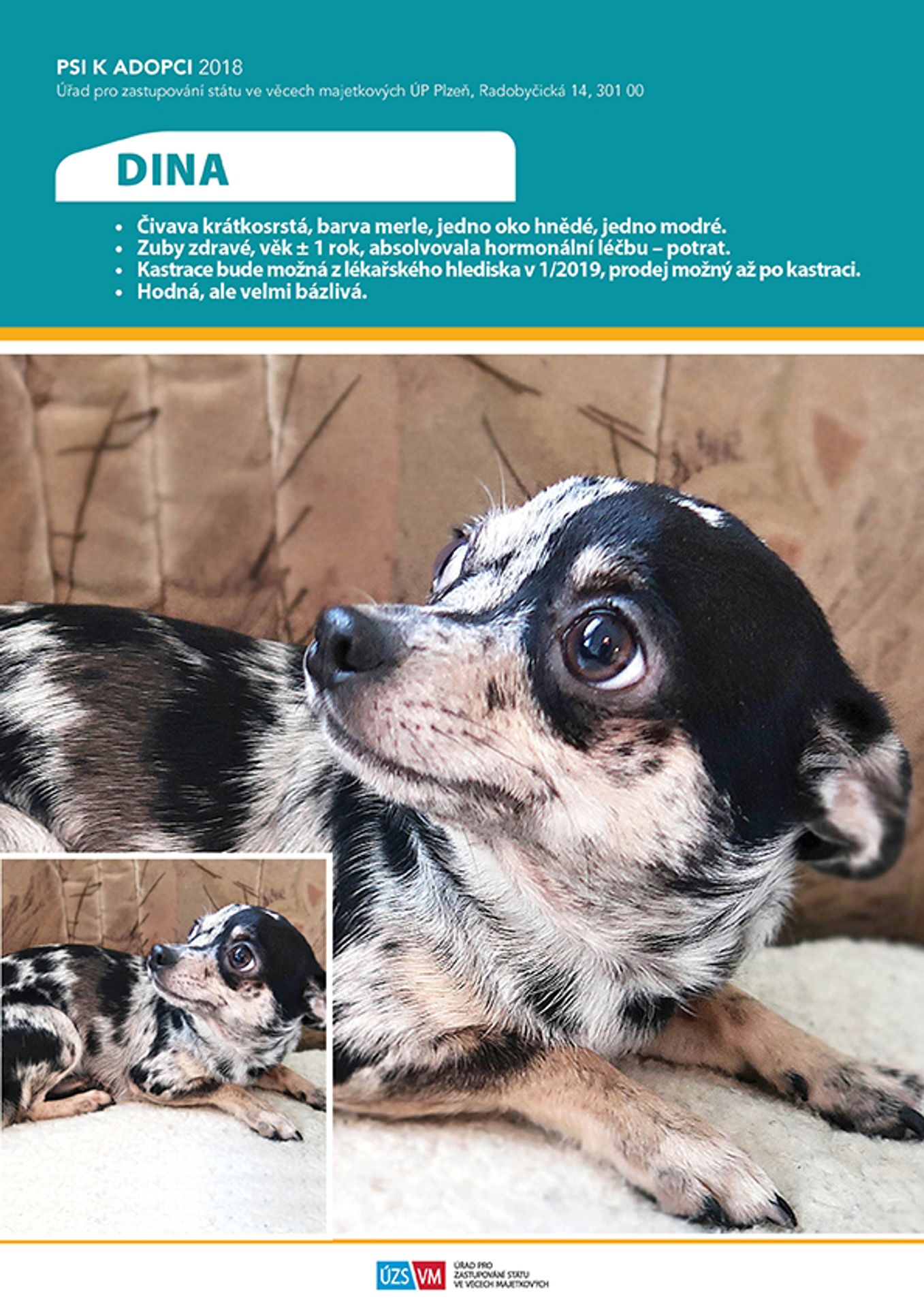 Pejsek k adopci - GALERIE: Týrané pejsky si nyní můžete adoptovat! (9/25)