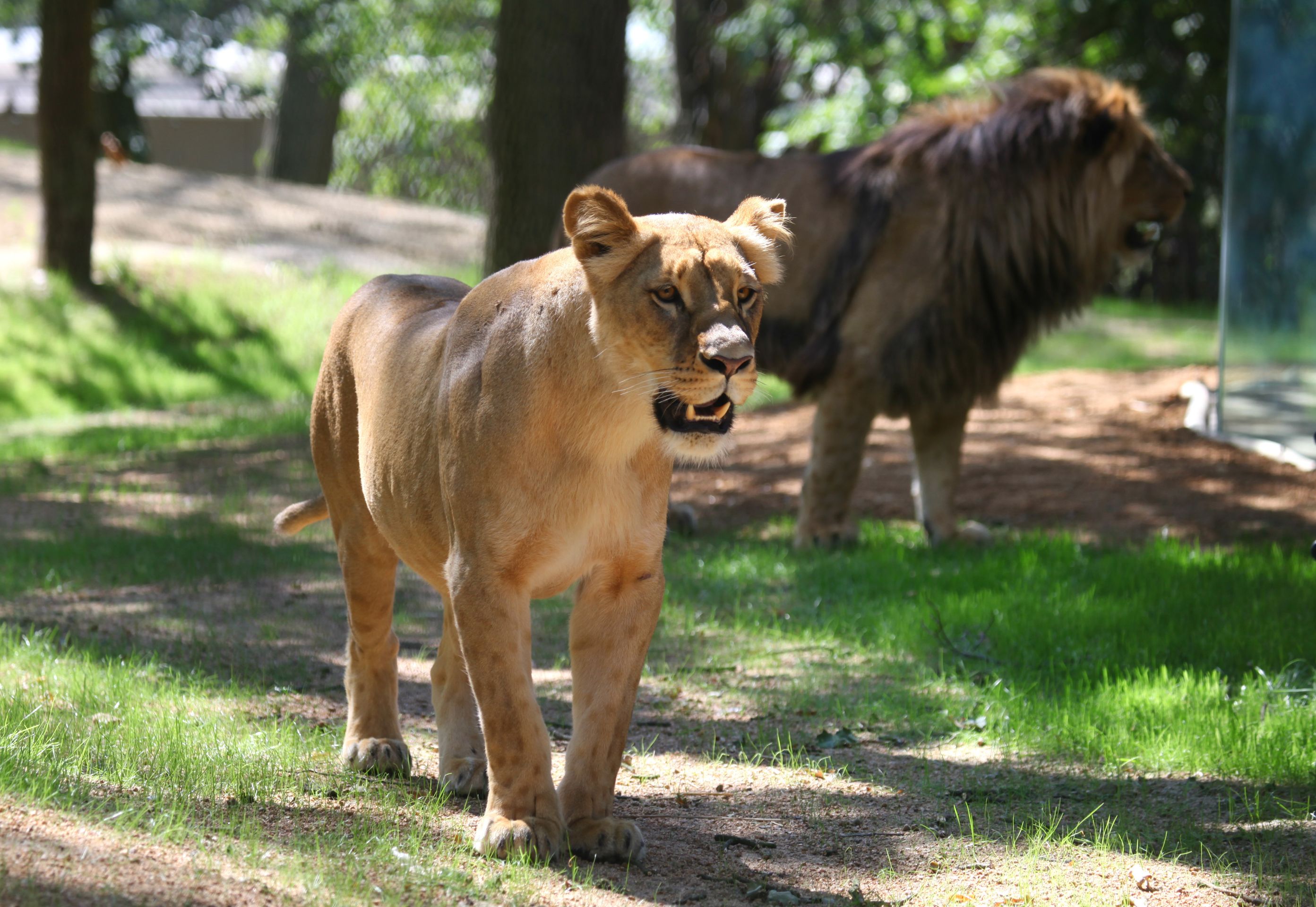 Narození lvíčat v brněnské zoo - 1 - GALERIE: Narození lvů konžských v zoo v Brně (4/4)