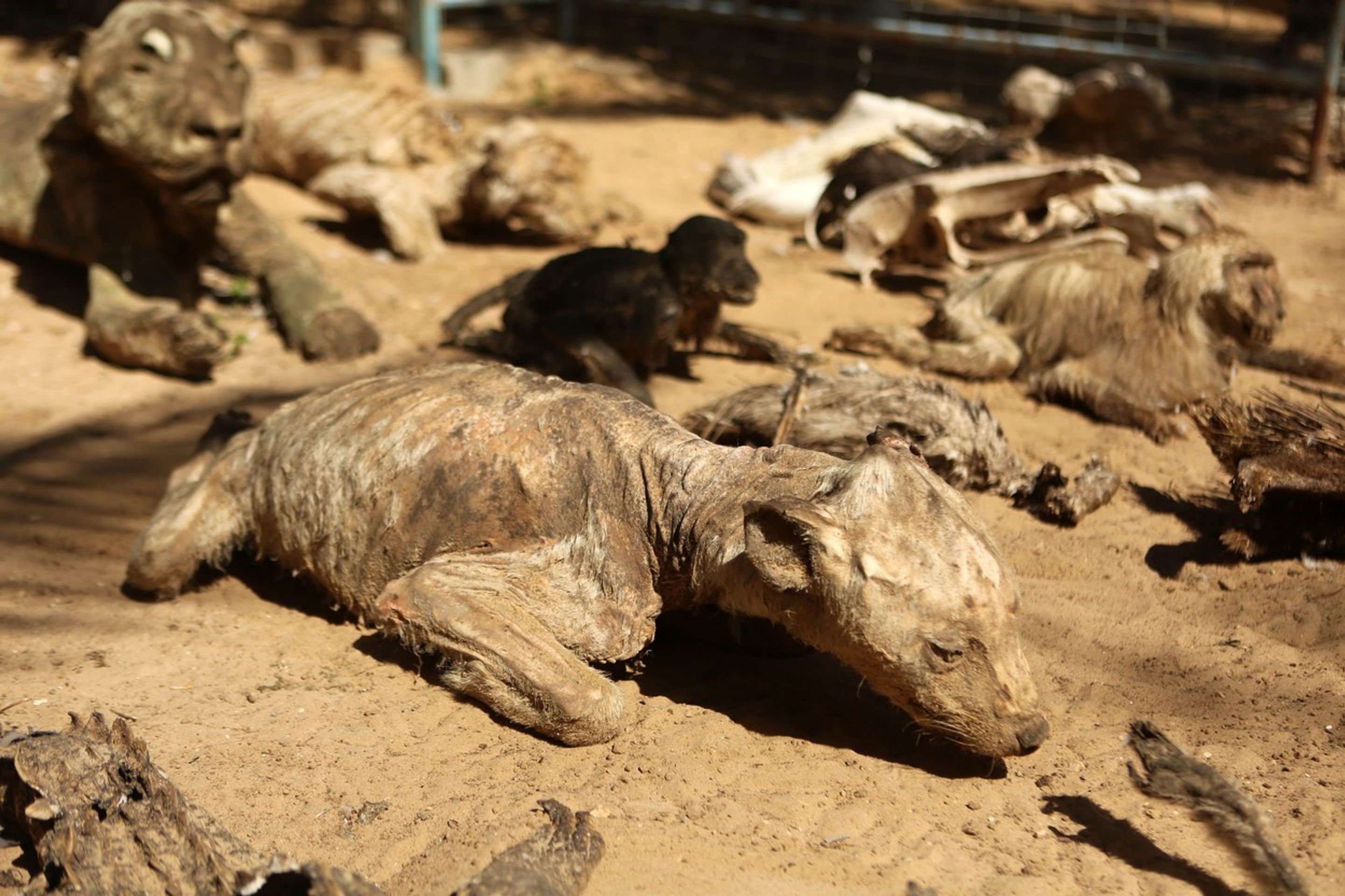 Zoo hrůzy v Palestině - 3 - GALERIE: Zoo hrůzy v Palestině (3/5)