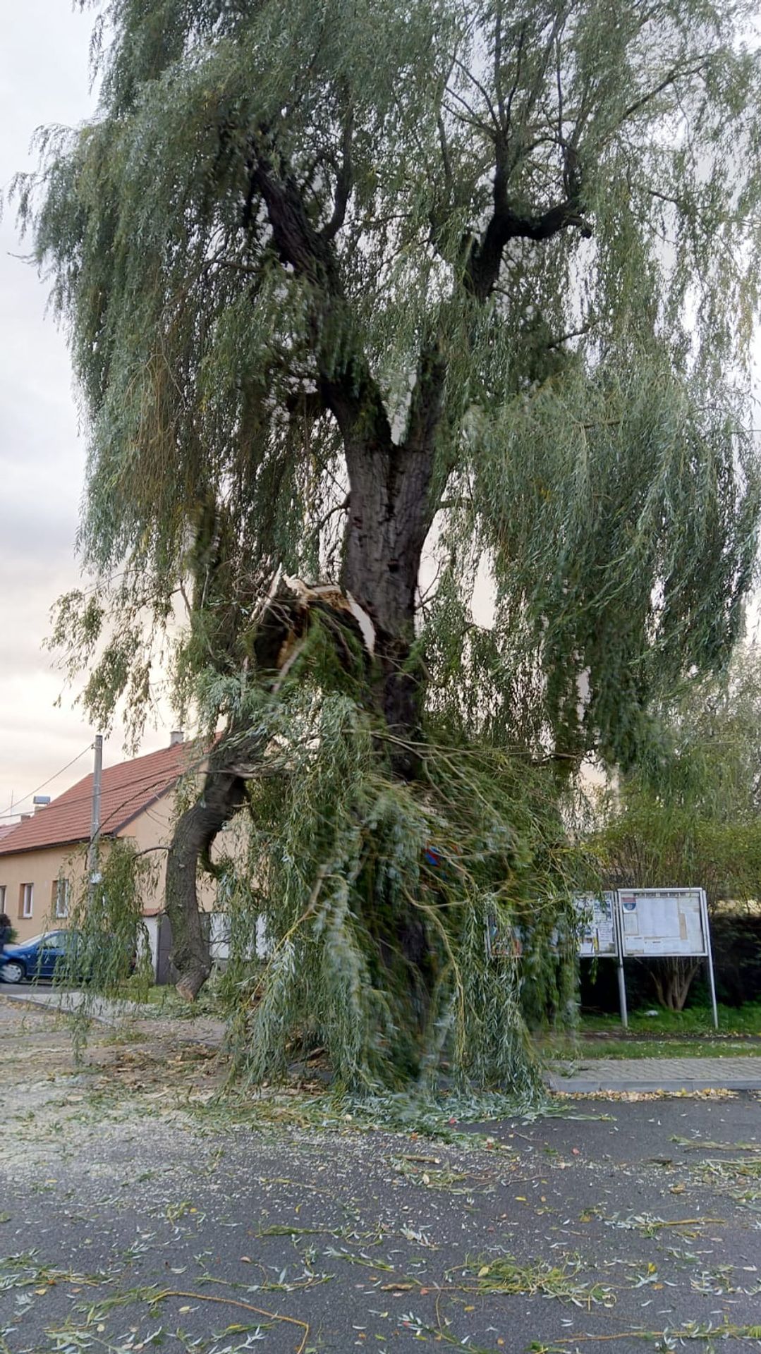 Hasiči vyjížděli k popadaným stromům - 1 - GALERIE: V Česku udeřil silný vítr (9/11)