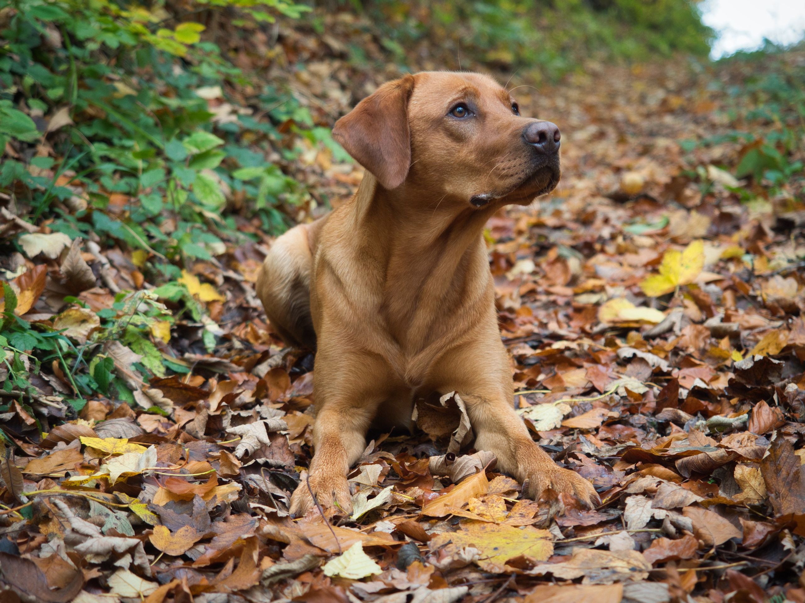 Labrador - Psi (4/6)