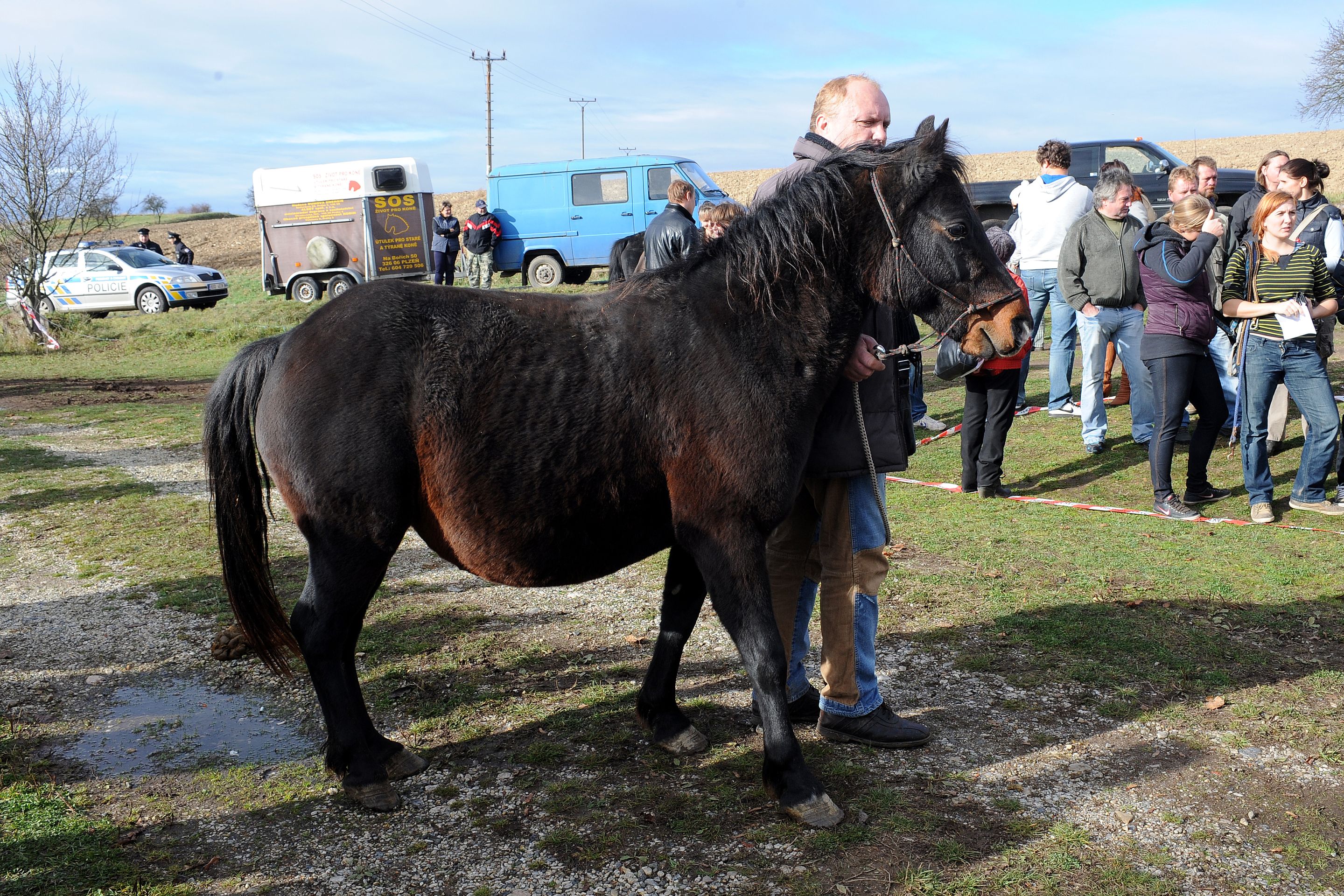 Dražba týraných koní - GALERIE: Podívejte se na zubožené koně, kteří dnes byli v aukci (17/19)