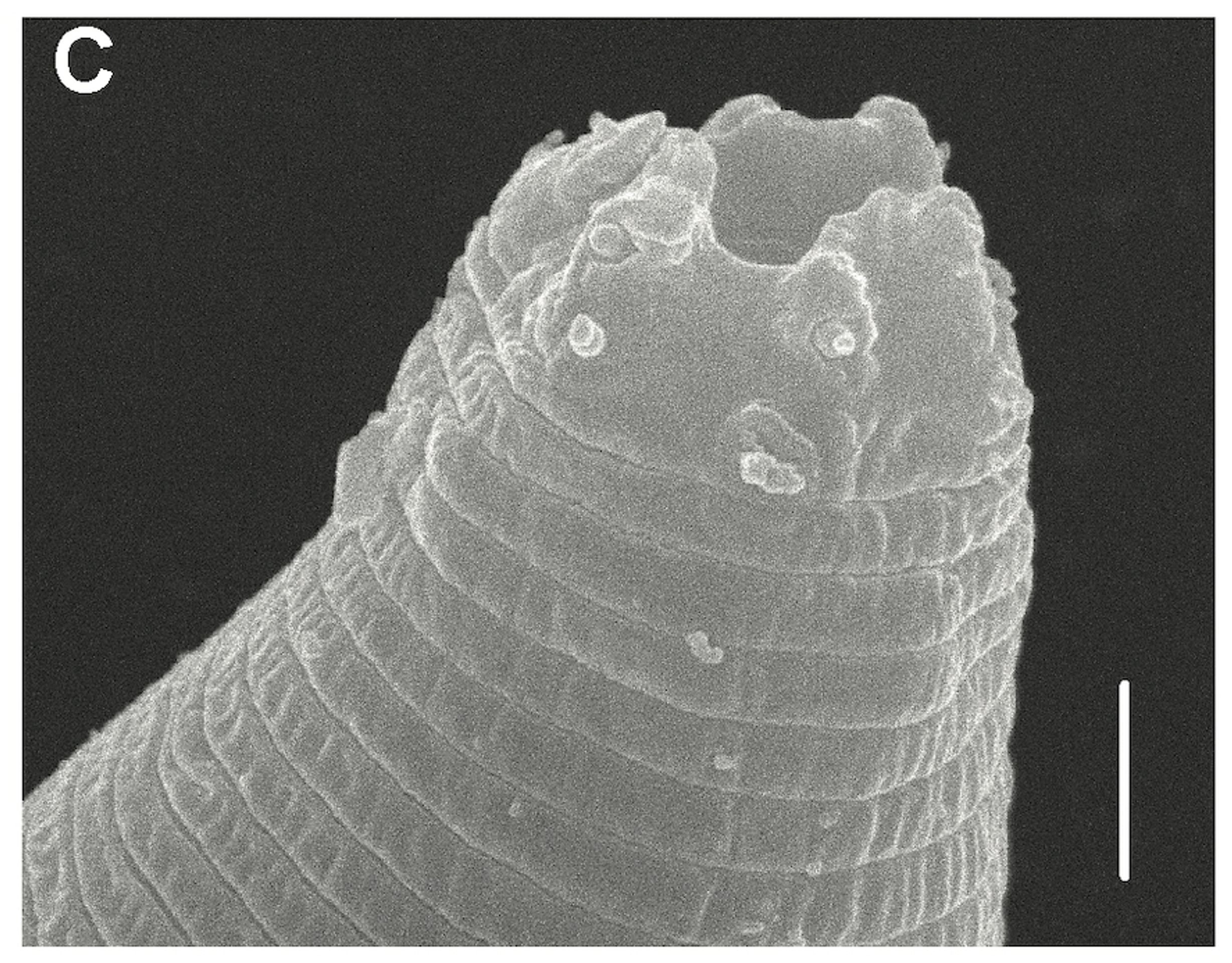 Oživené háďátko Panagrolaimus kolymaensis (3) - Oživené háďátko Panagrolaimus kolymaensis (3/6)