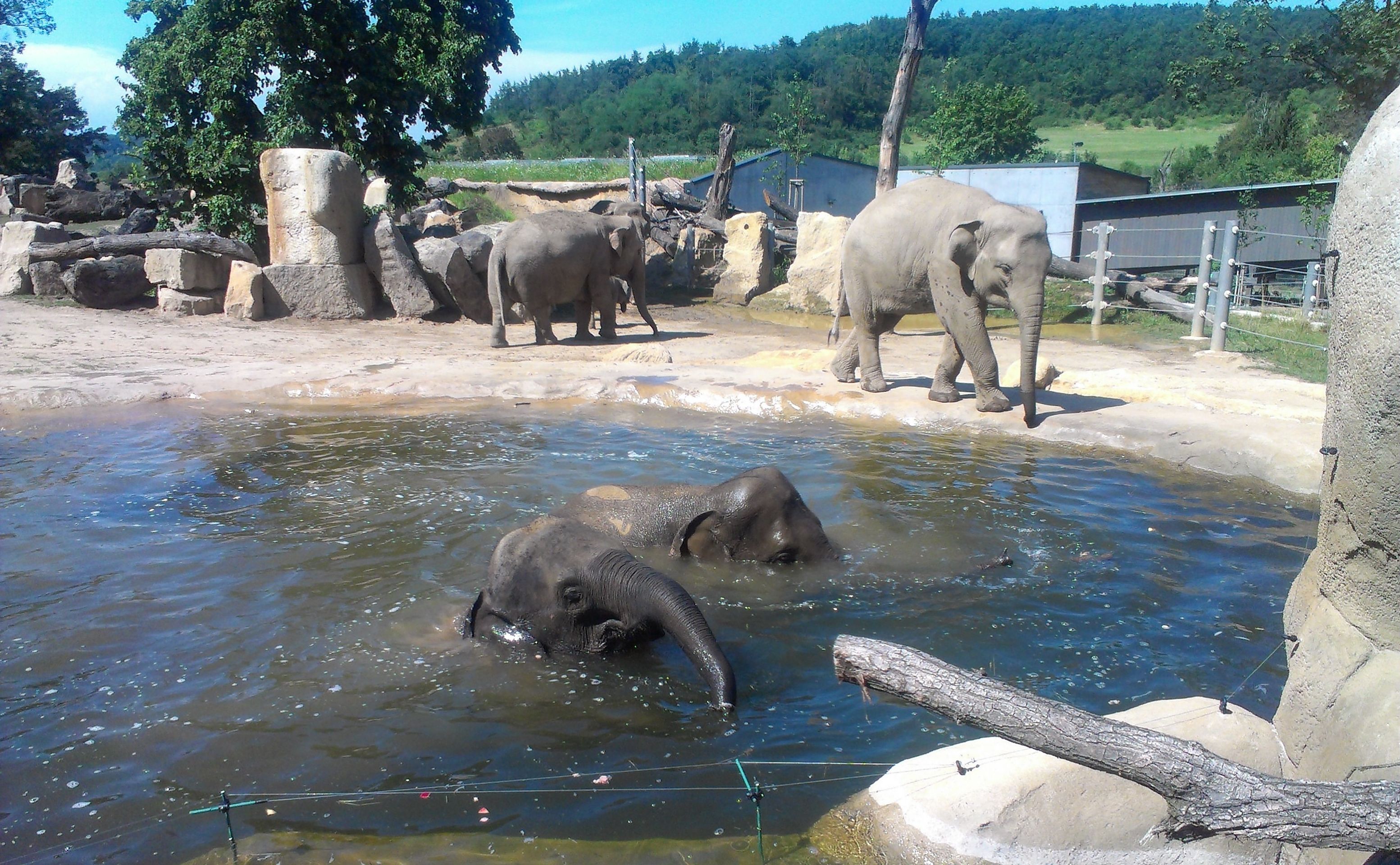 Sloni v pražské zoo - 1 - GALERIE: Sloni v pražské zoo: Tropy je netrápí. Podívejte se, jak dokážou řádit ve vodě (7/7)