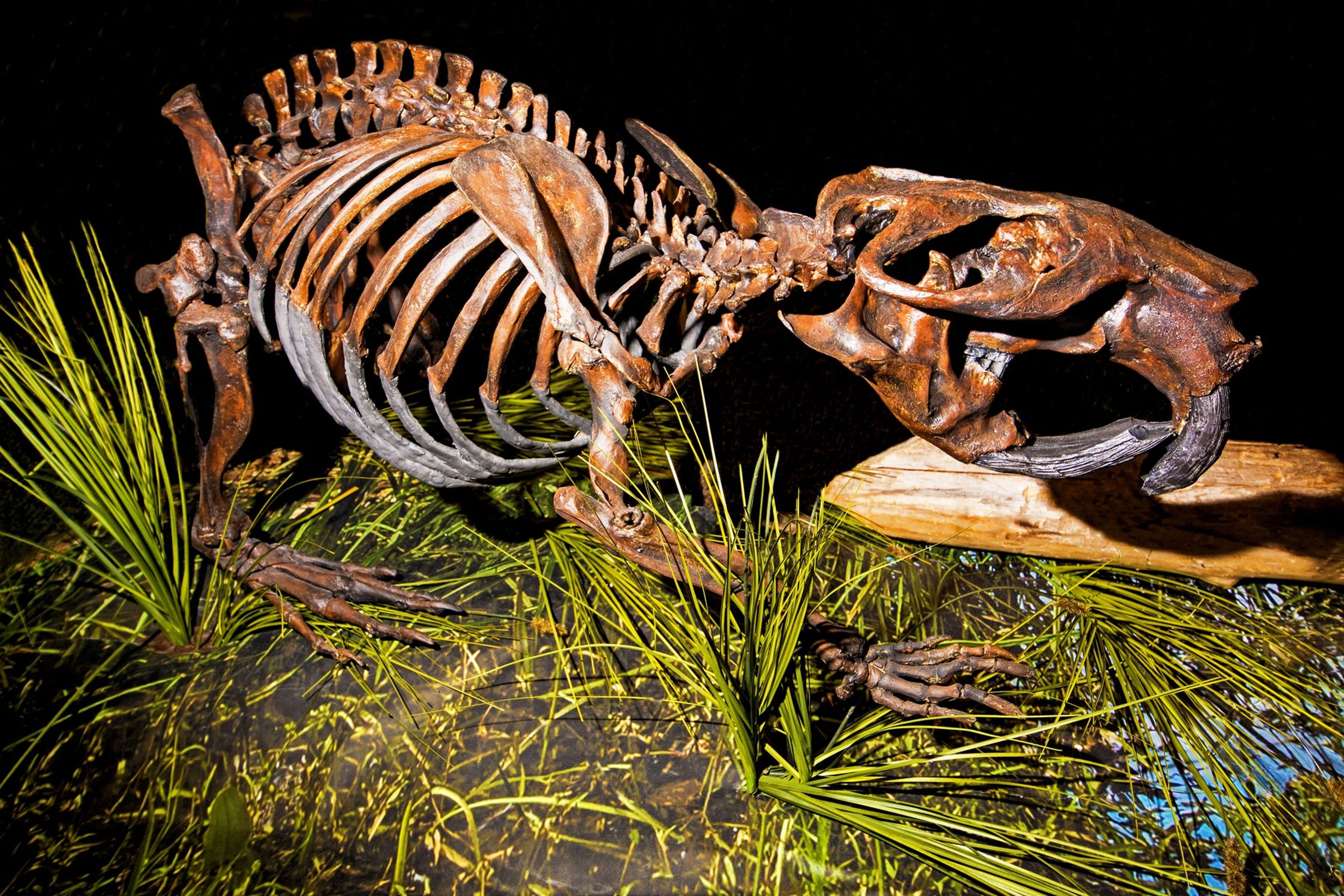 Kostra obřího bobra z rodu Castoroides - Vyhynulá zvířata (2/8)