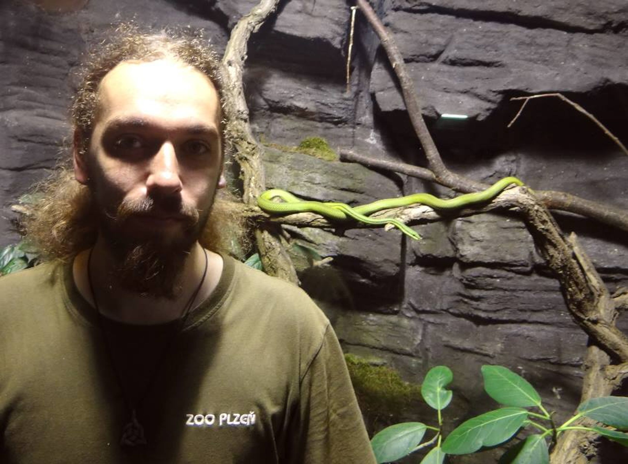 Had skončil v plzeňské ZOO - GALERIE: Had žil ukrytý několik měsíců v plzeňském hotelu, vystrašil pokojskou (4/4)