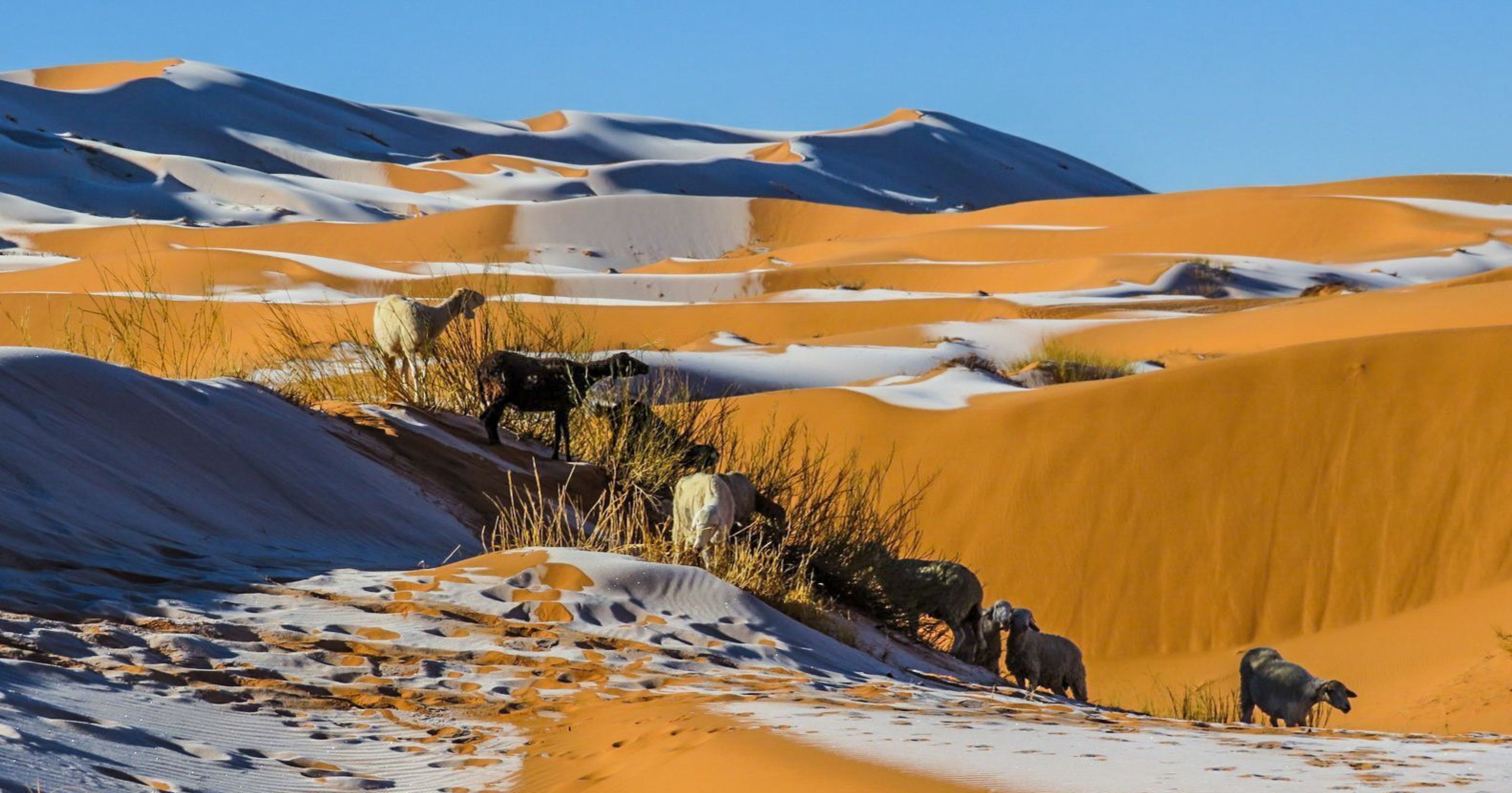 Zasněžená Sahara - 3 - GALERIE: Zasněžená Sahara (2/4)