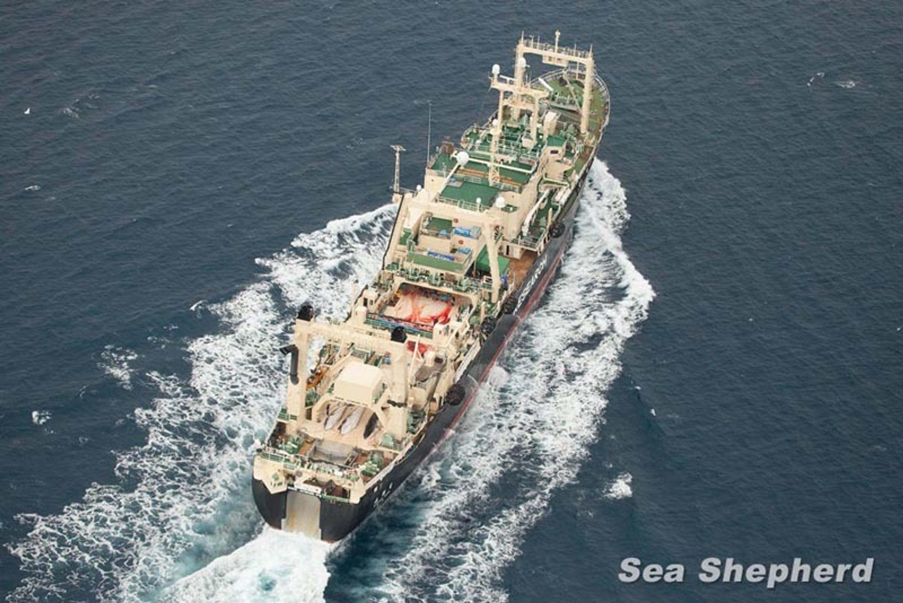 Sea Shepherd versus velrybáři - 2 - GALERIE: Sea Shepherd versus velrybáři (3/4)