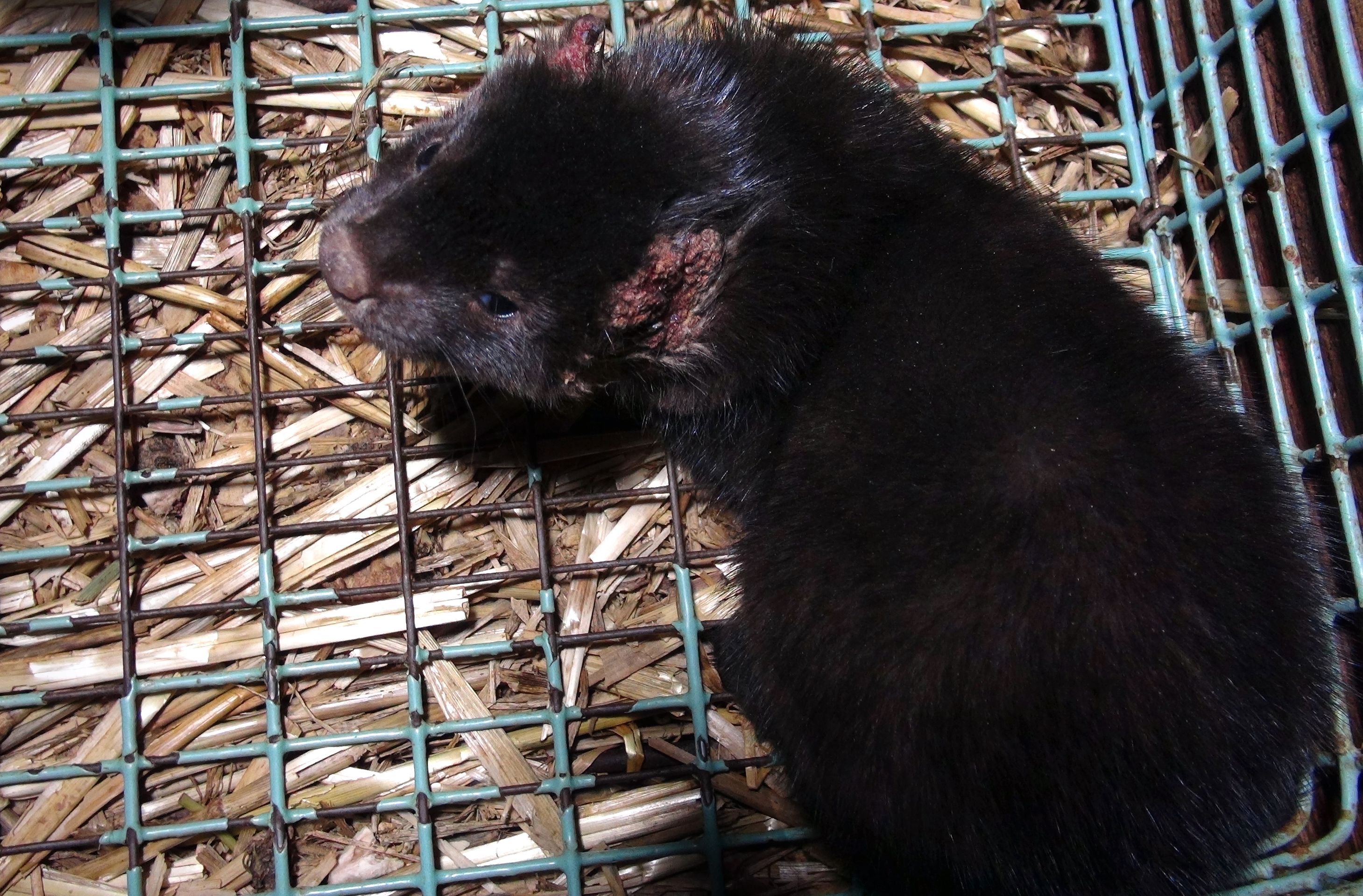 Zubožená zvířata na kožešinových farmách - 14 - Galerie: Zubožená zvířata na kožešinových farmách (3/16)
