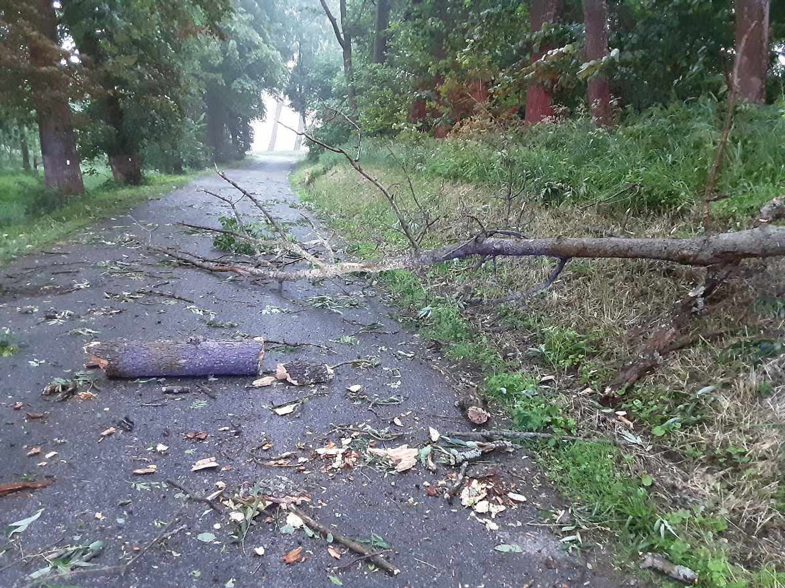 Bouřky na Vysočině - Následky bouřky a silného větru (6/21)