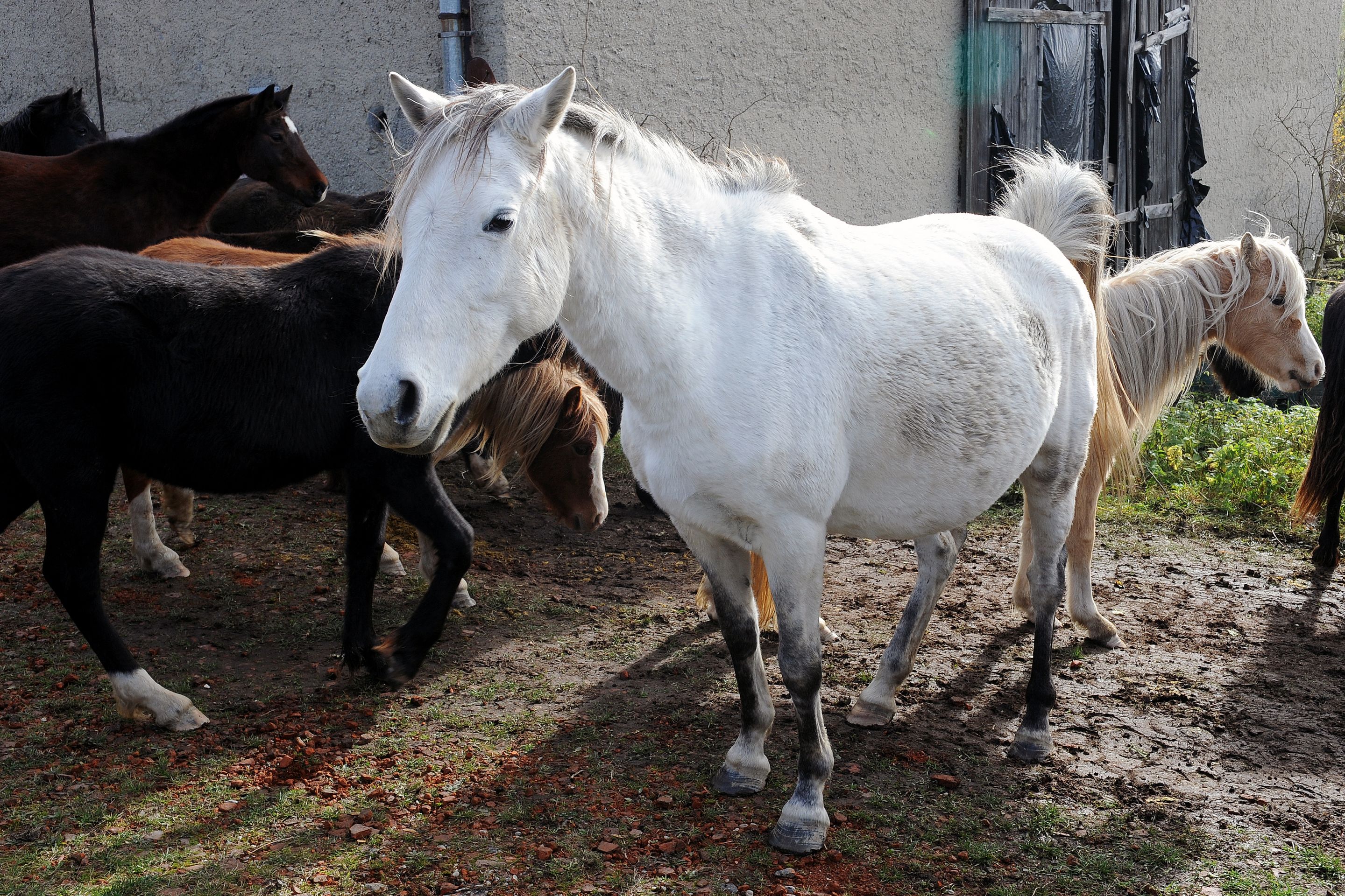 Dražba týraných koní - GALERIE: Podívejte se na zubožené koně, kteří dnes byli v aukci (8/19)