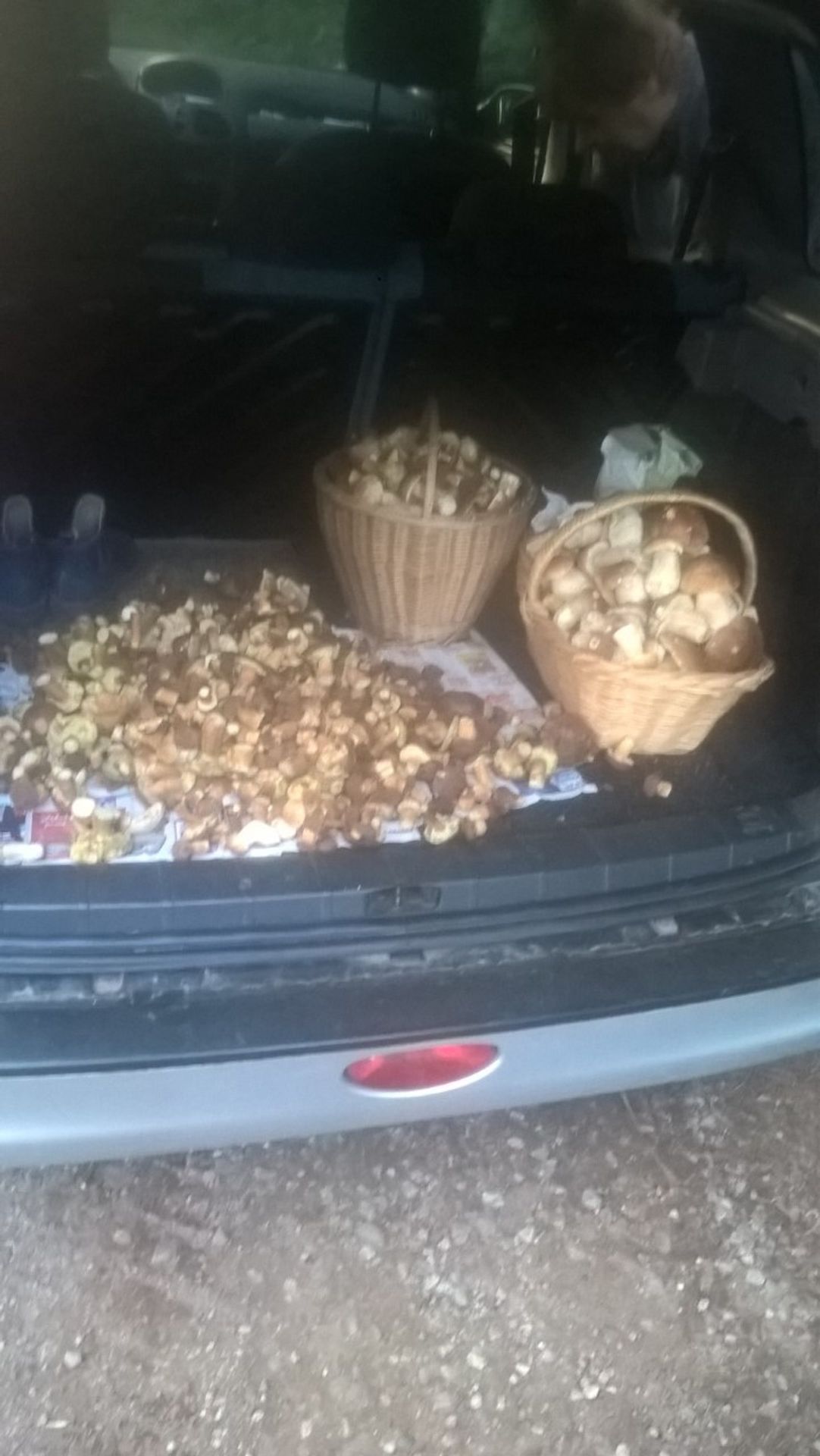 Houbařské úlovky od čtenářů TN.cz - GALERIE: Čtenáři TN.cz se chlubí svými houbařskými úspěchy (1/19)