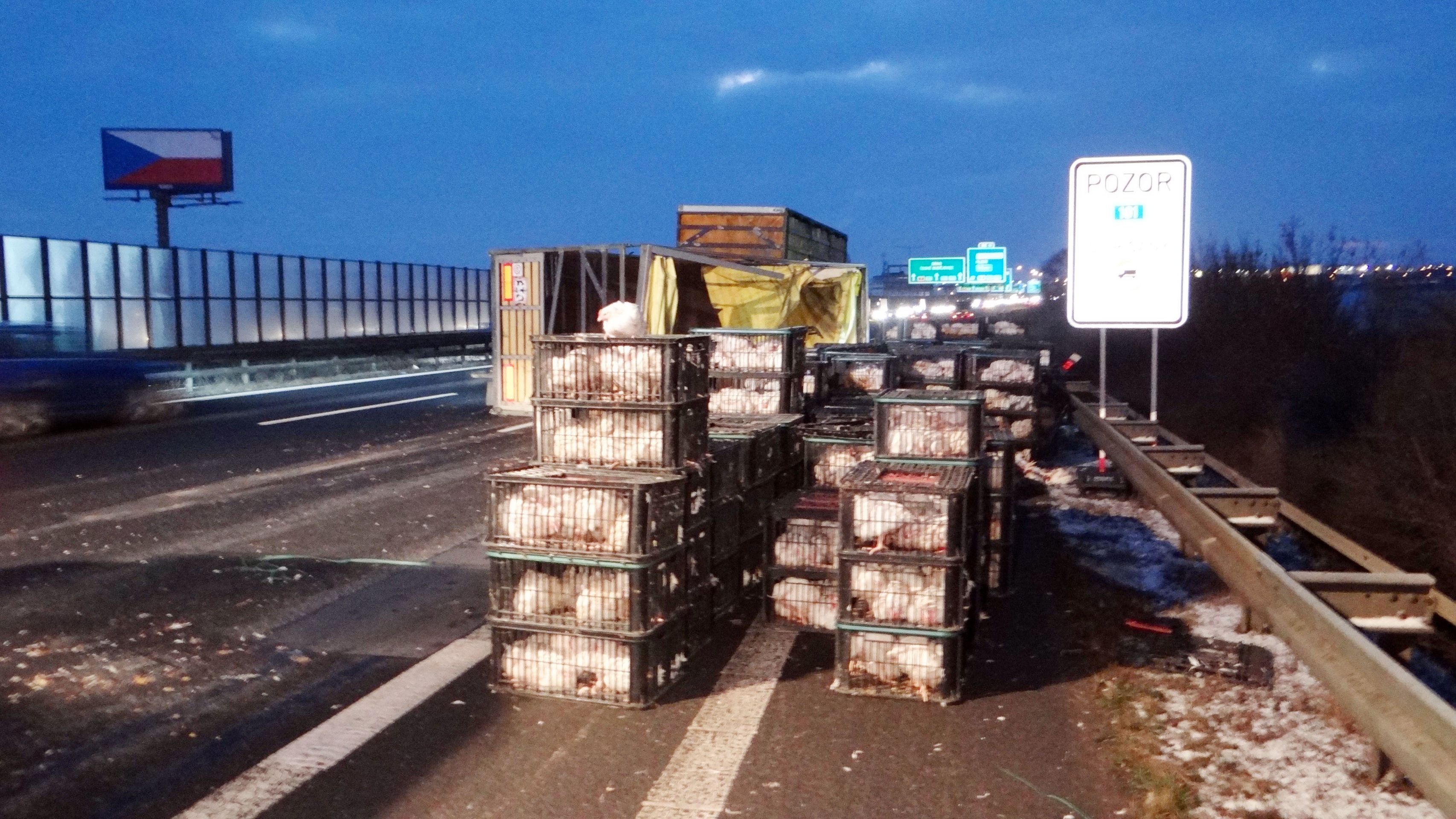 Na D1 se převrátil kamion s drůbeží! - 3 - GALERIE: Na D1 se převrátil kamion s drůbeží! (3/6)