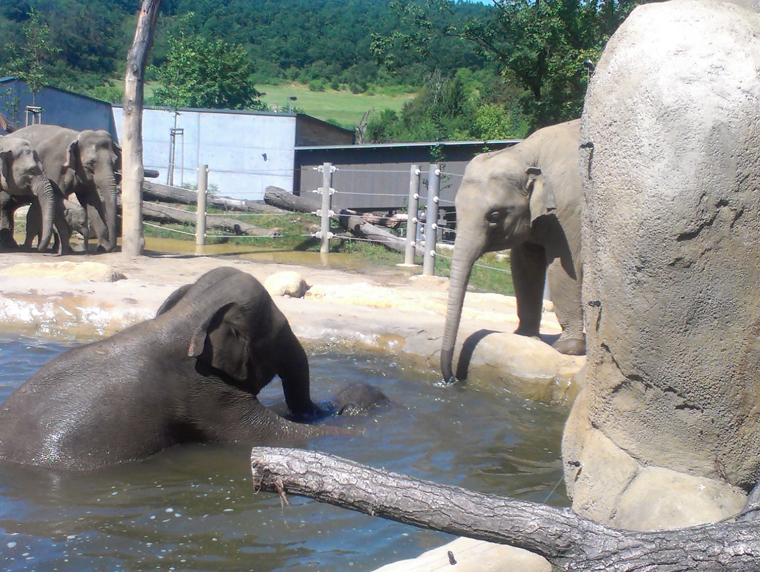 Sloni v pražské zoo - 6 - GALERIE: Sloni v pražské zoo: Tropy je netrápí. Podívejte se, jak dokážou řádit ve vodě (2/7)