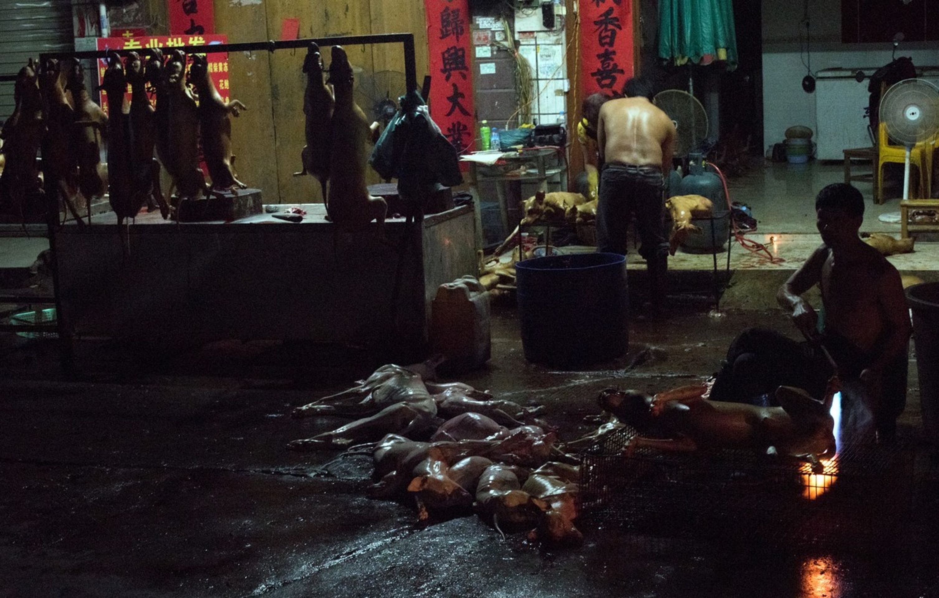 Pojídání psů na festivalu Yulin 2015 - 5 - GALERIE: Pojídání psů na festivalu Yulin 2015 (9/11)