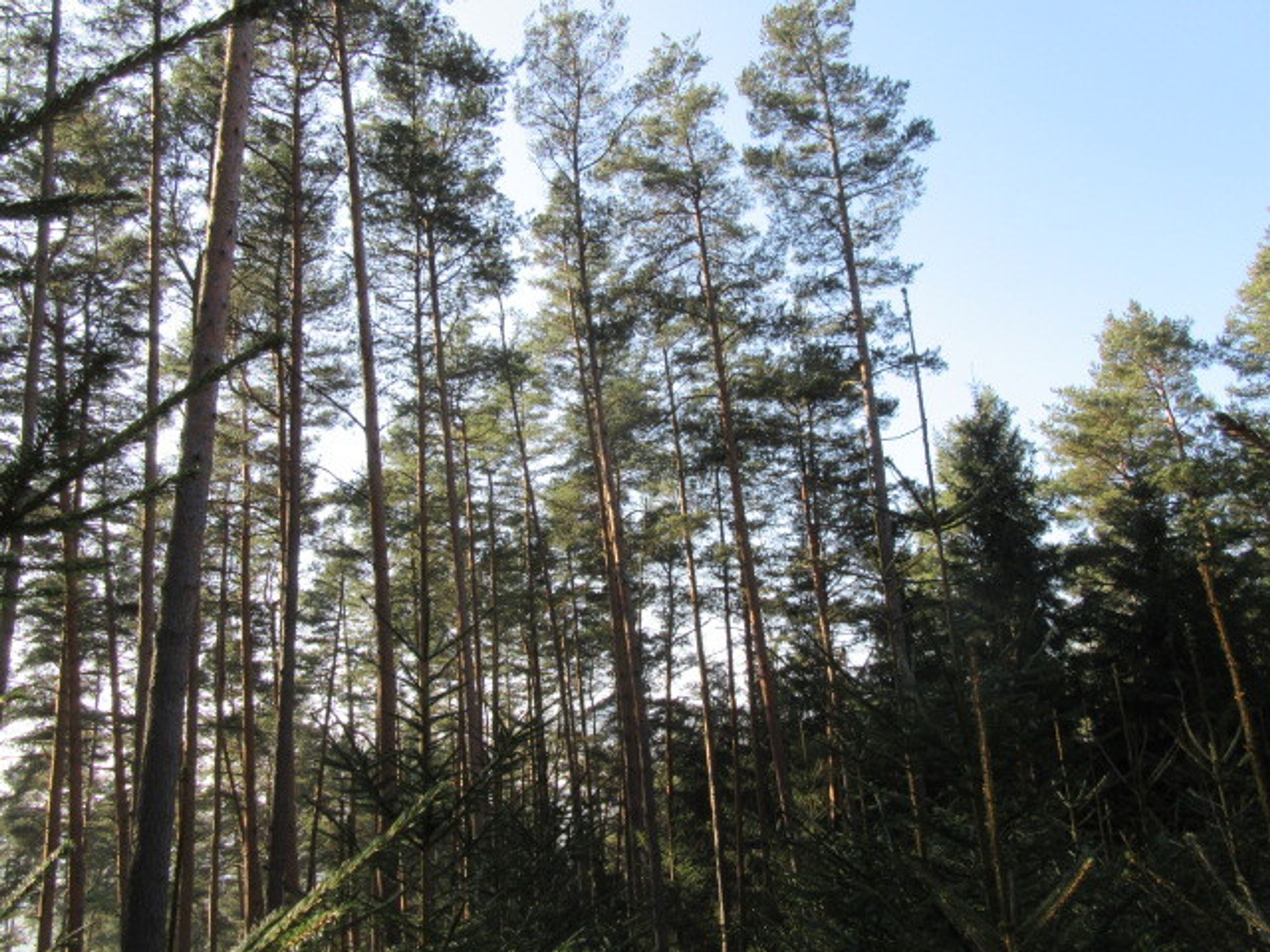 Dražby nemovitostí - Pozemek o velikosti 11451 m2, Zábrdí u Lažišť - GALERIE: Dražby nemovitostí (22/46)
