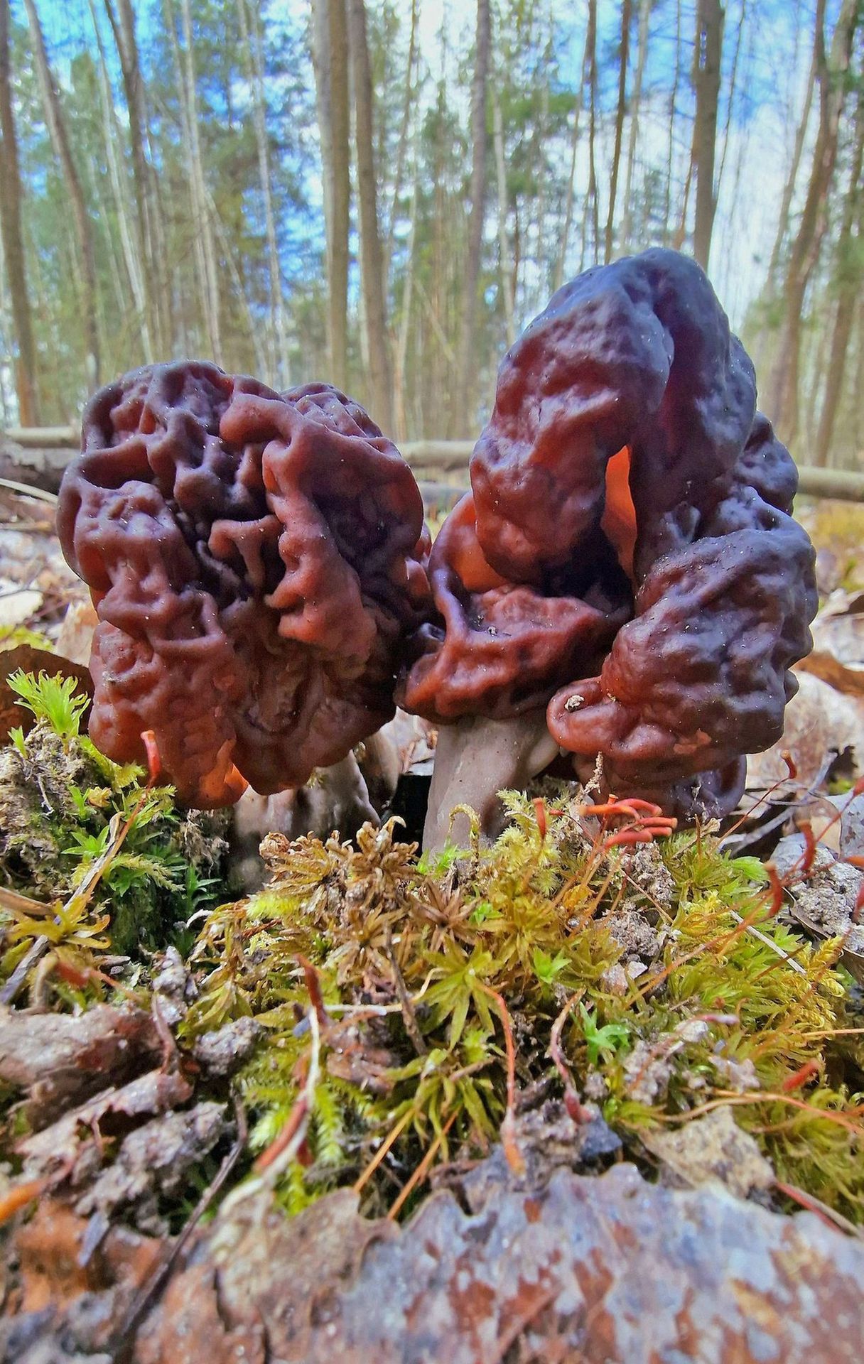 Nález houby Ucháč obecný - Nález houby Ucháč obecný na Karlovarsku (2/7)