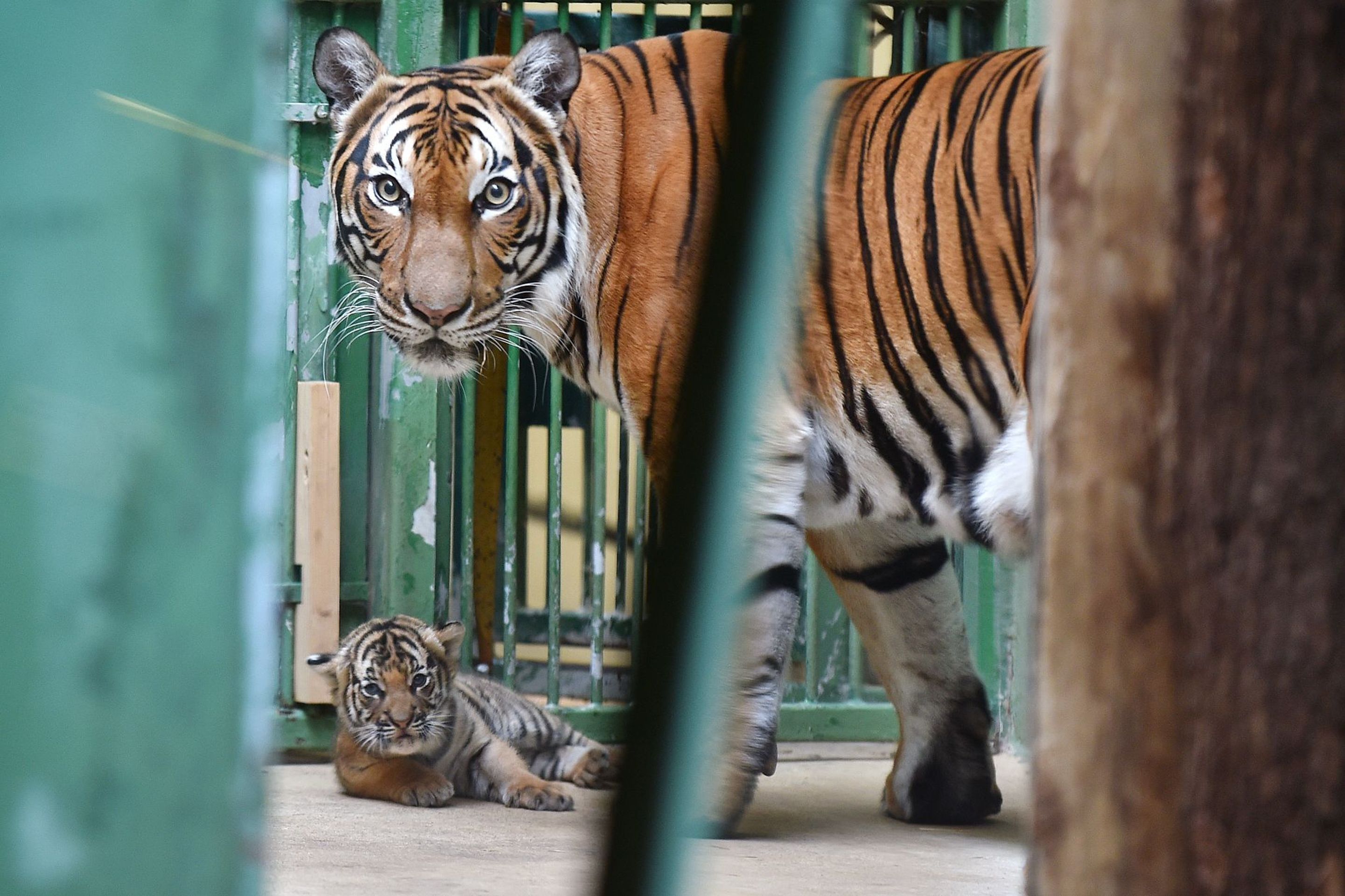 Mláďata tygra malajského v Zoo Praha - 8 - GALERIE: Mláďata tygra malajského v Zoo Praha (11/23)