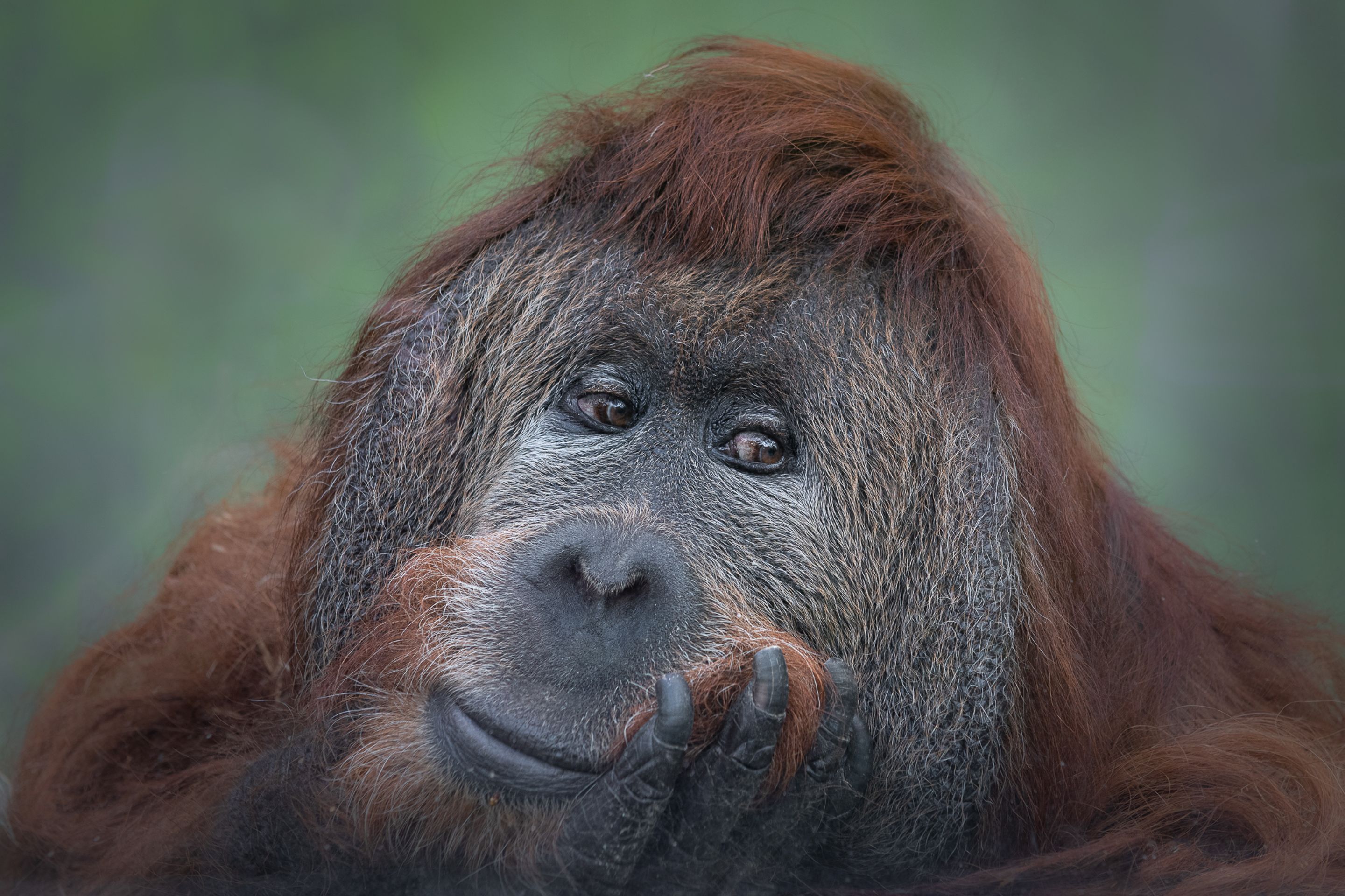 Orangutan Ferda - Orangutan Ferda (1/7)