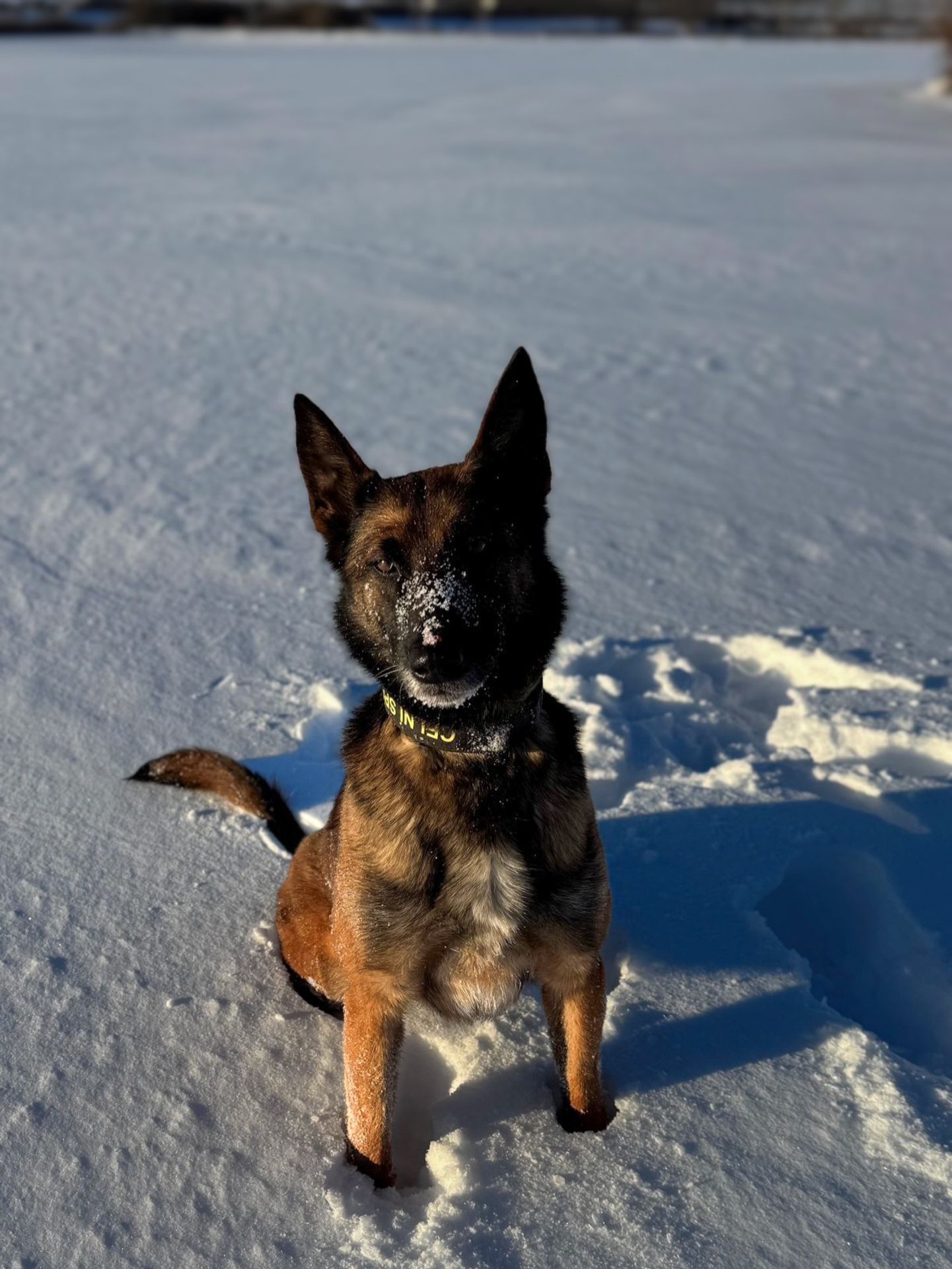 Služební fena Alishka - Nález celníků při kontrole kurýra s pizzou (4/4)