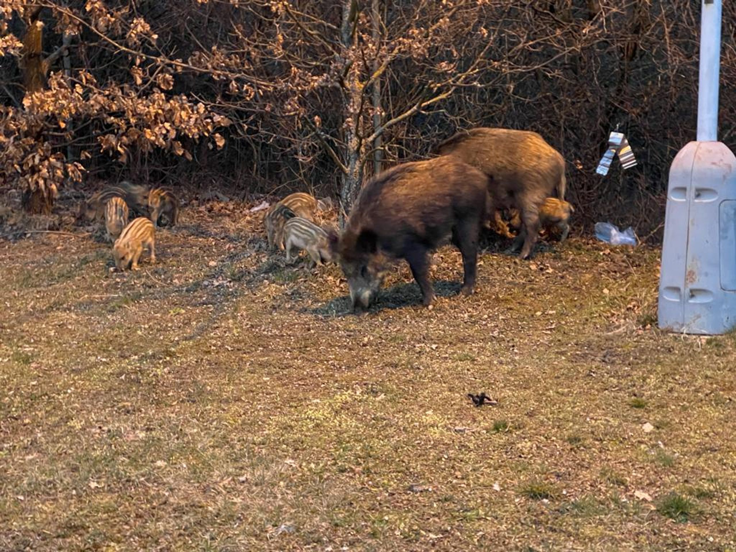 Divoká prasata v areálu pražské Nemocnice Na Homolce - 13 - GALERIE: Divoká prasata v areálu pražské nemocnice (1/13)