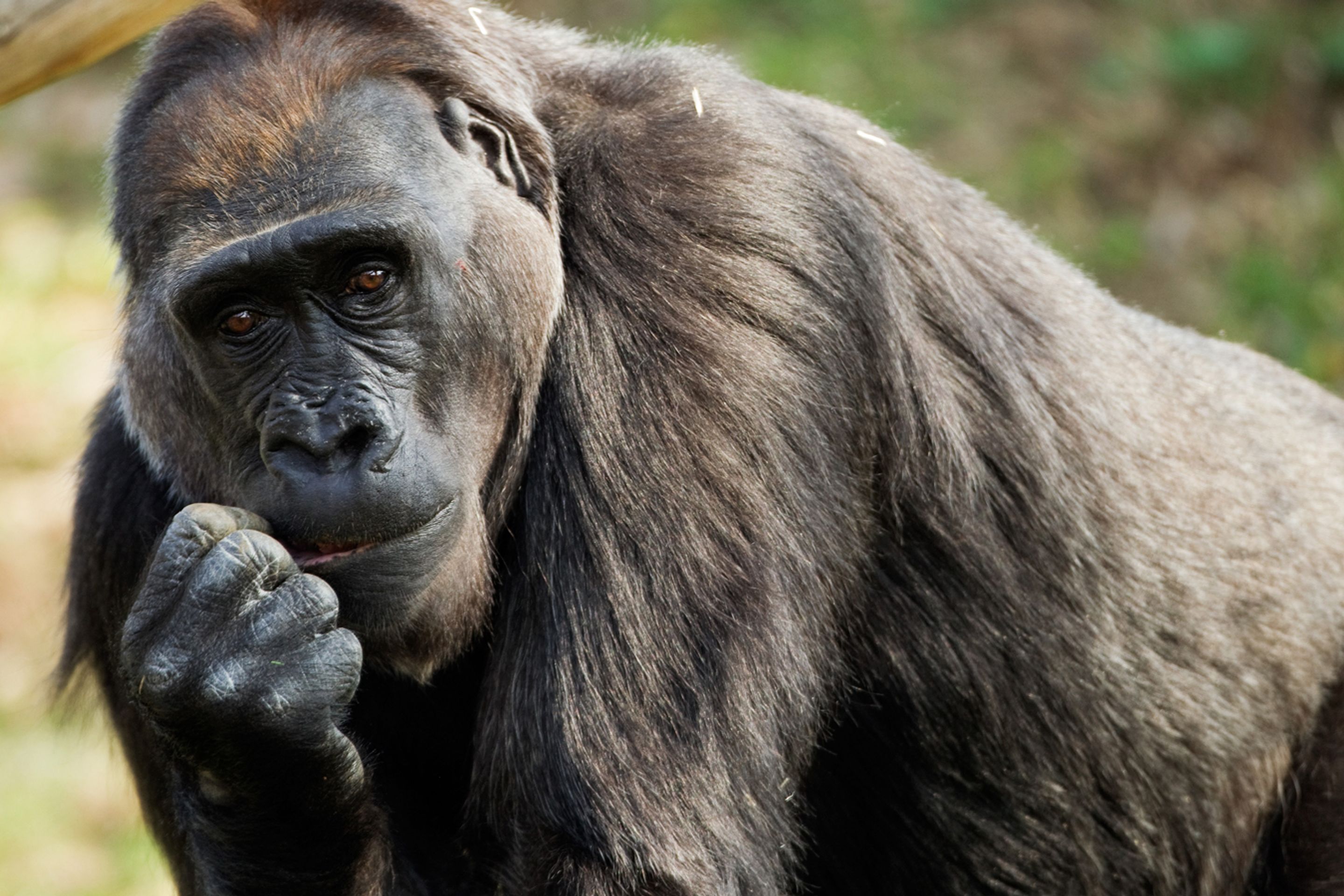 Kamba _7 - GALERIE: Porod gorily Kamby v pražské ZOO (2/8)