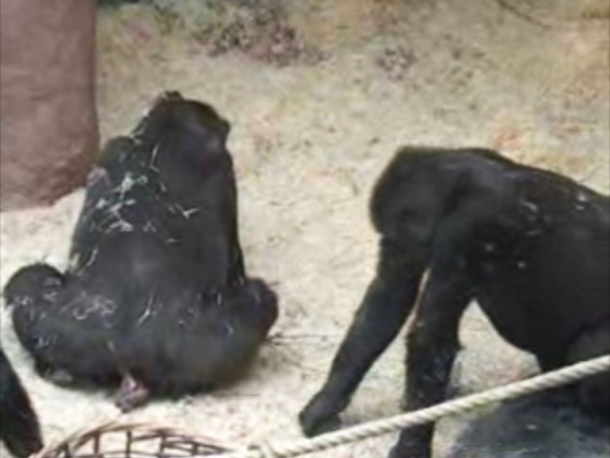 Gorila Kamba se pokouší porodit mládě - VIDEO: Gorilka při porodu zemřela (1/3)