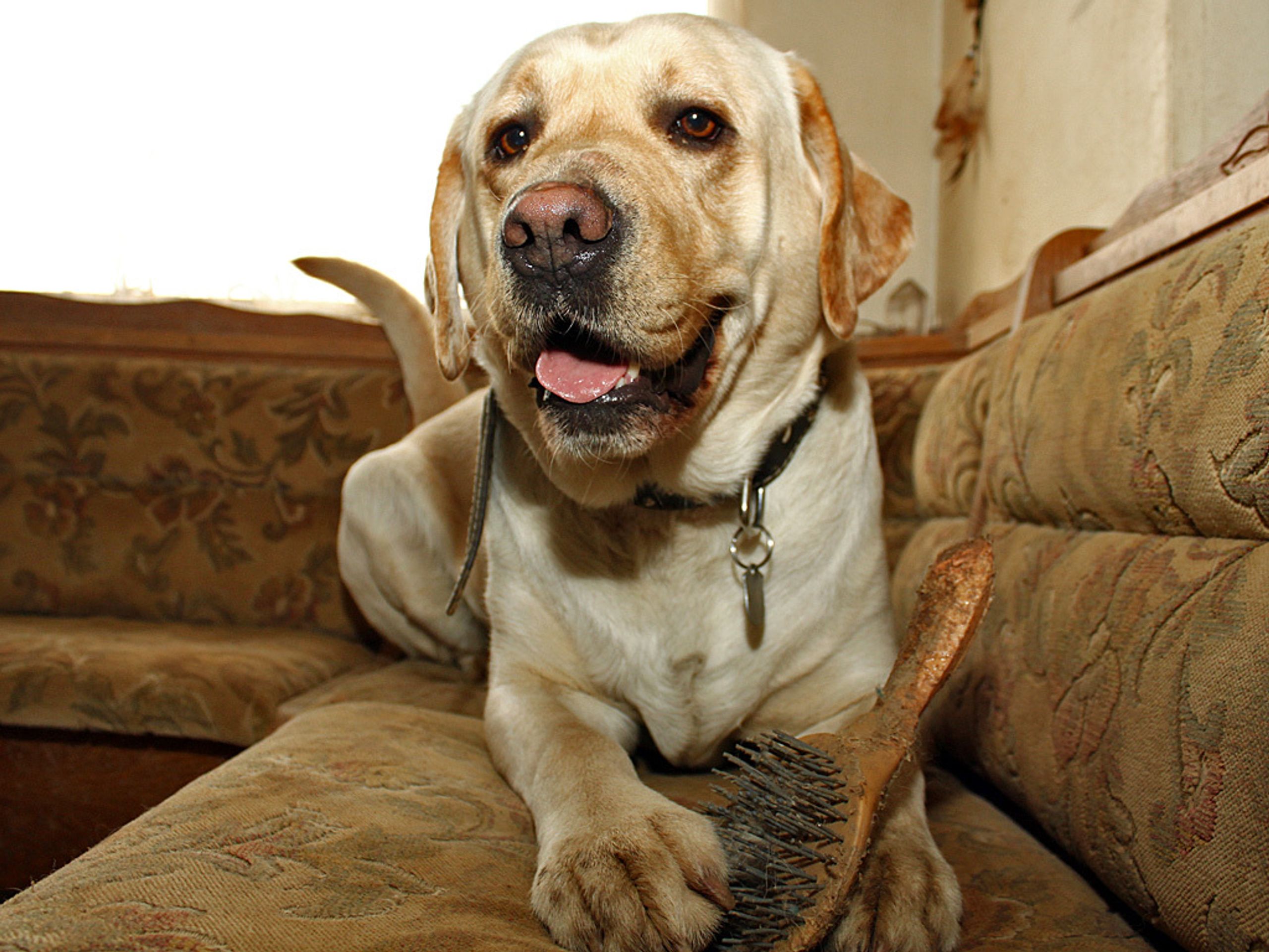 Labrador Sunny - 3 - GALERIE: Labrador Sunny (2/4)