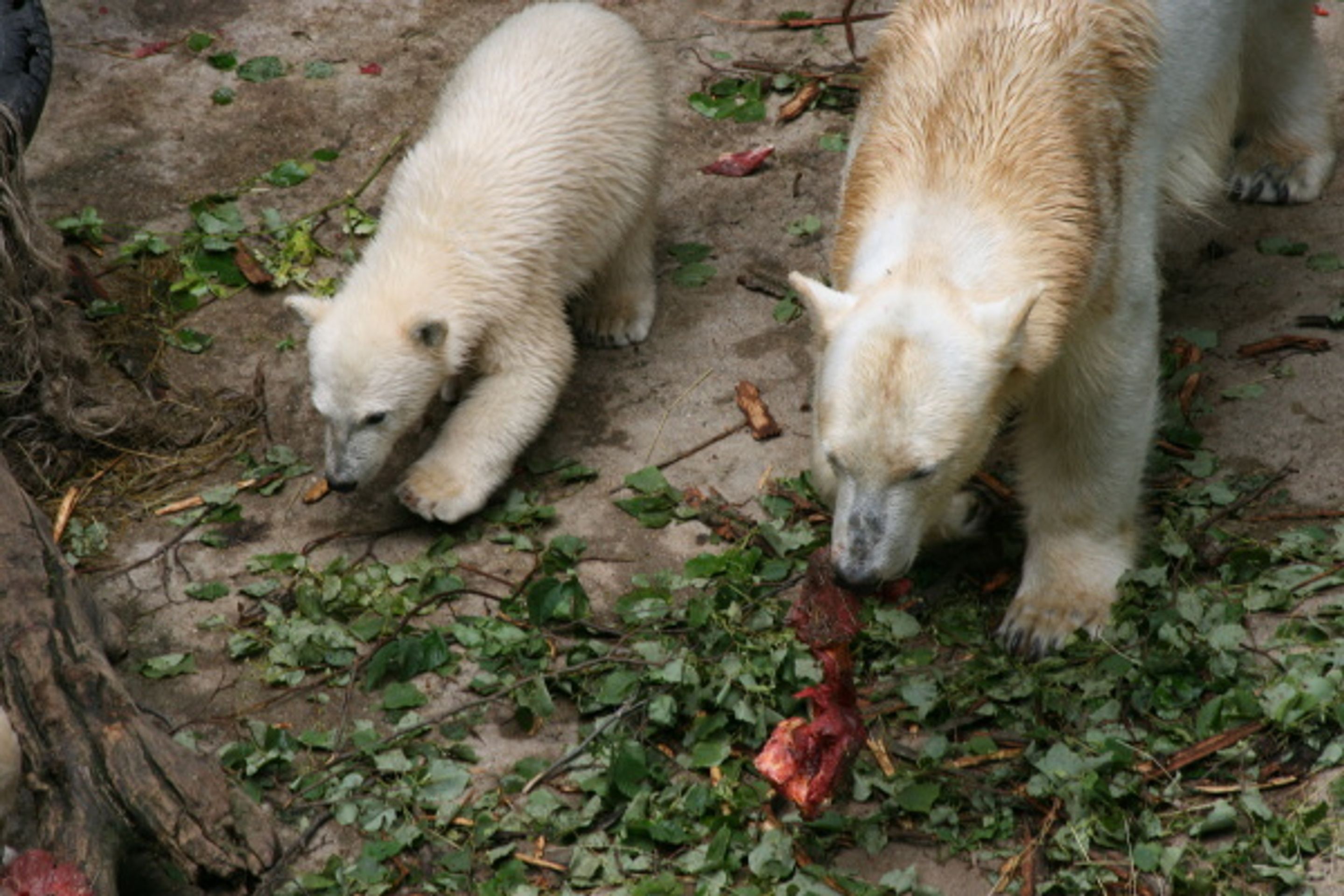 Lední medvíďata z brněnské zoo - Fotogalerie - lední medvědi v brněnské zoo (8/9)