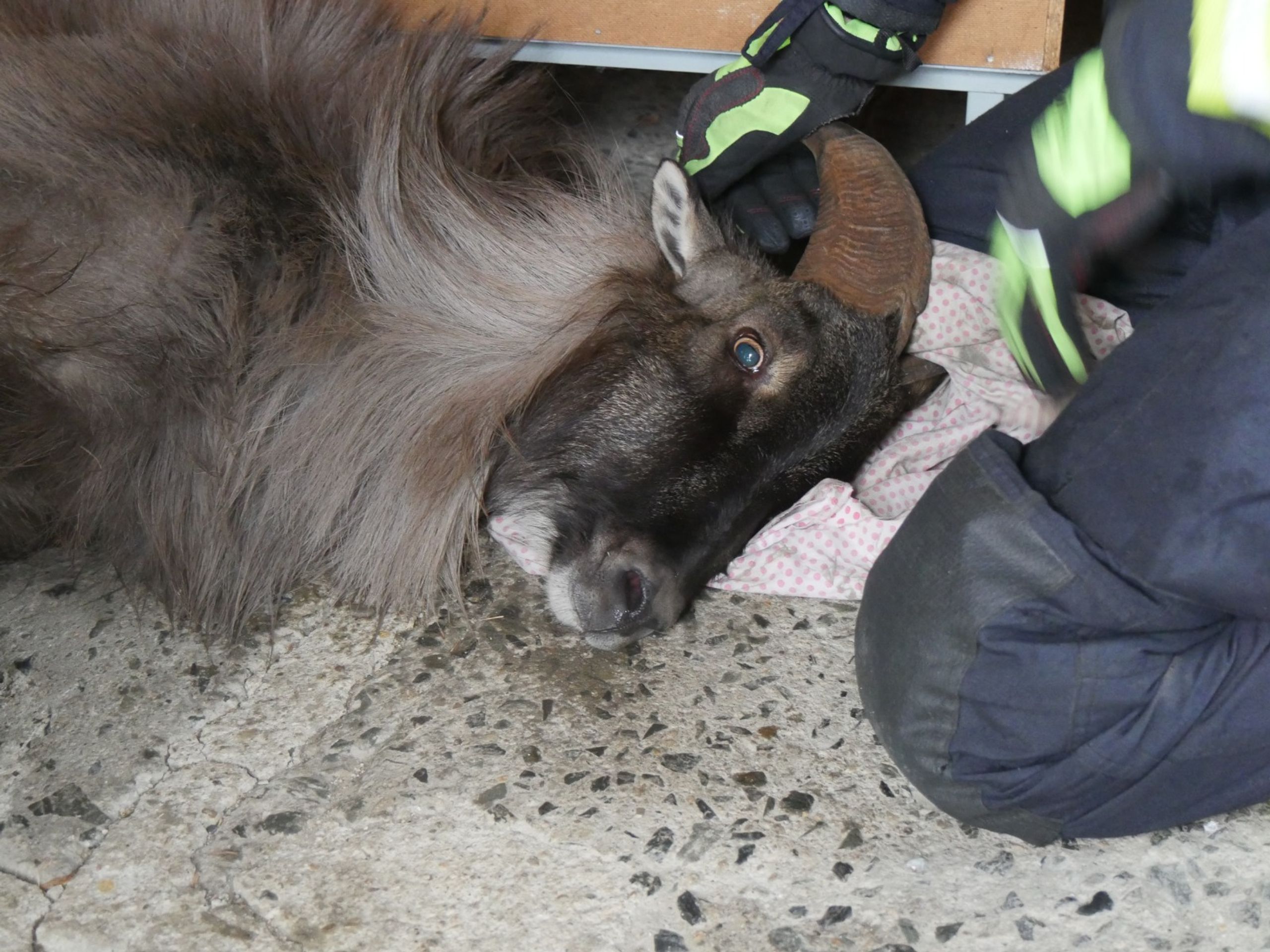Tahr himálajský na Jesenicku - Tahr himálajský na Jesenicku (3/6)