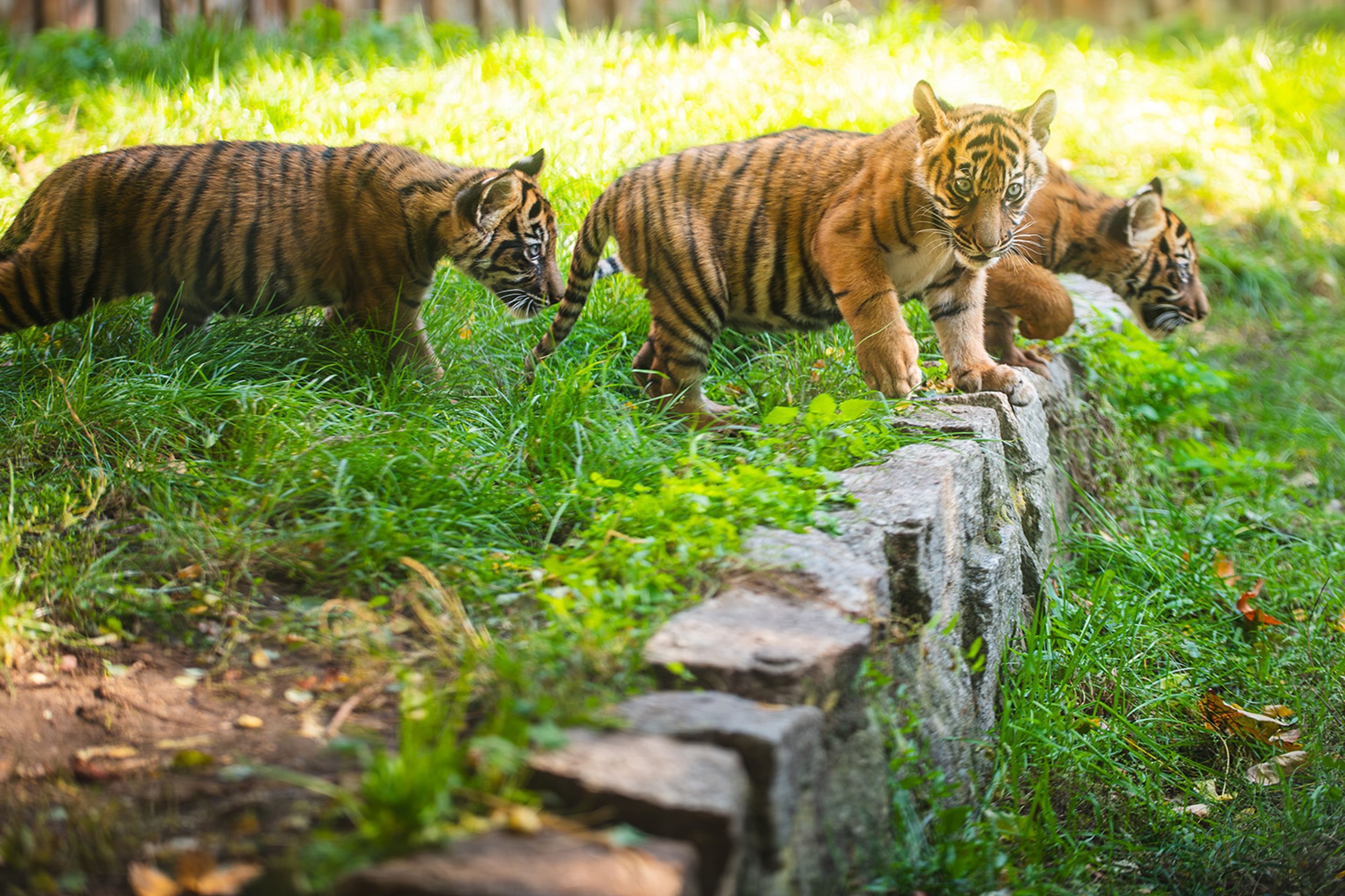 Tygři sumaterští ve vratislavské zoo (15) - Tygři sumaterští ve vratislavské zoo (3/16)