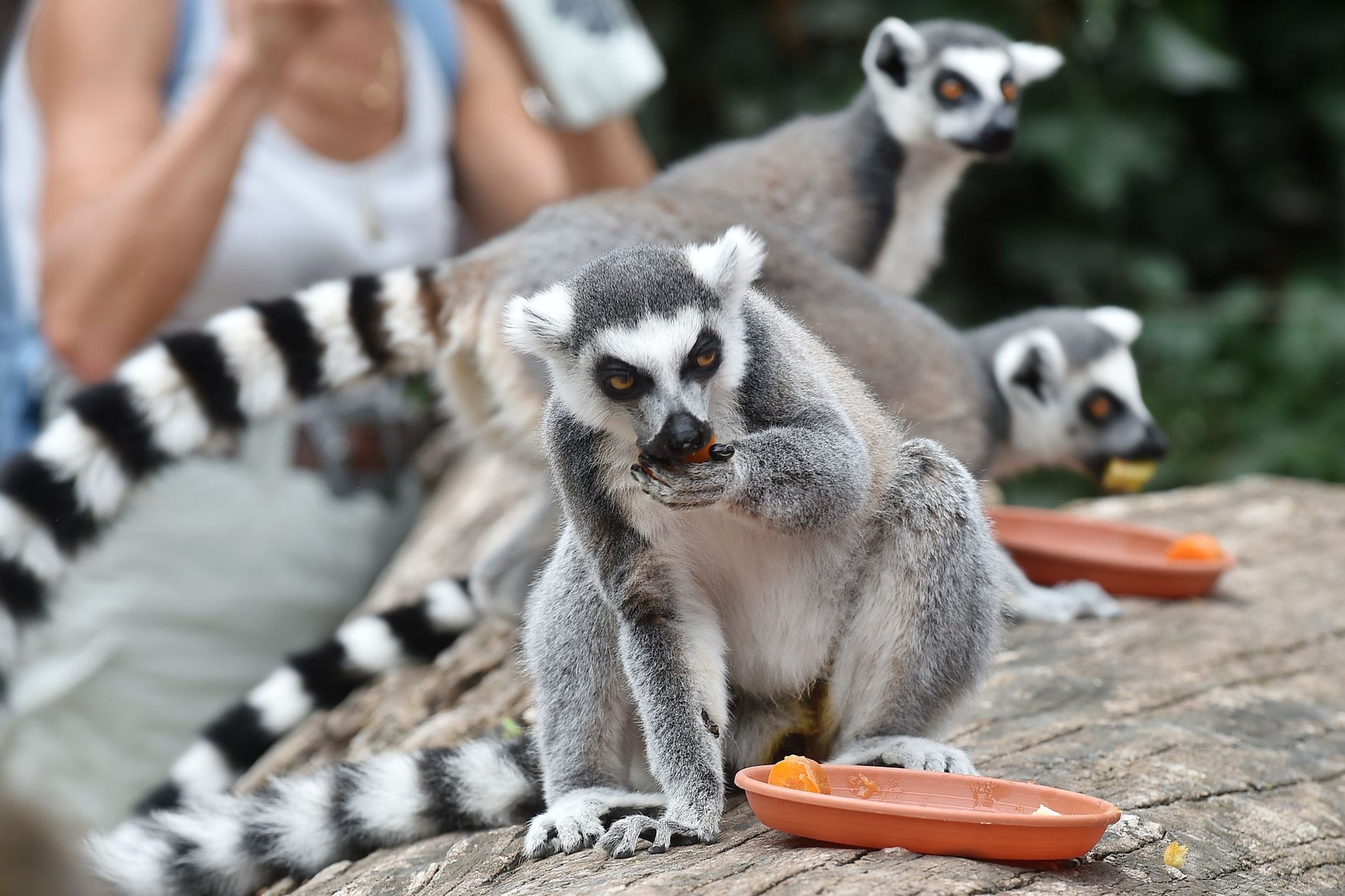 Krmení lemurů v ZOO Praha - 8 - GALERIE: Krmení lemurů v ZOO Praha (8/19)