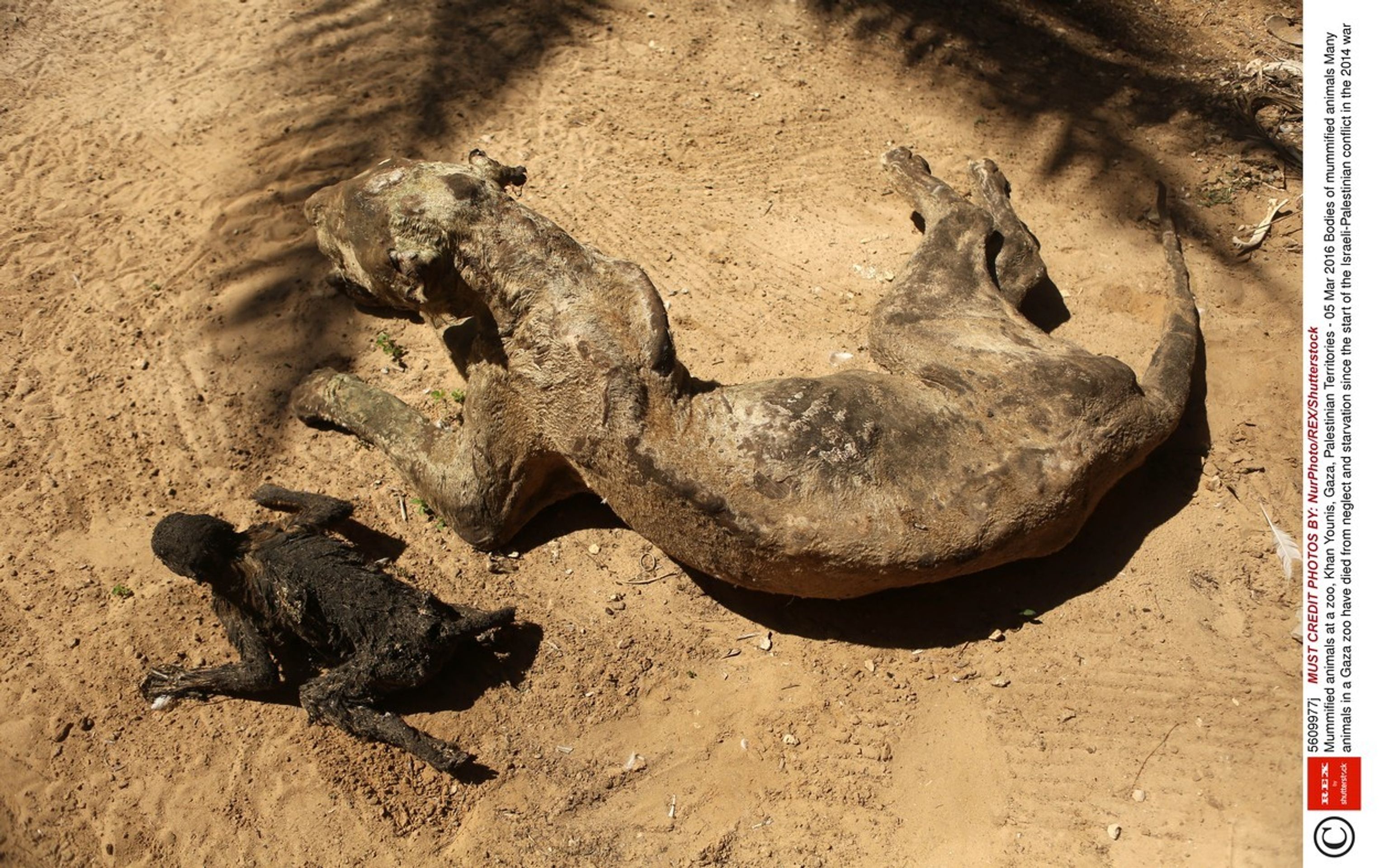 Zoo hrůzy v Palestině - 4 - GALERIE: Zoo hrůzy v Palestině (4/5)