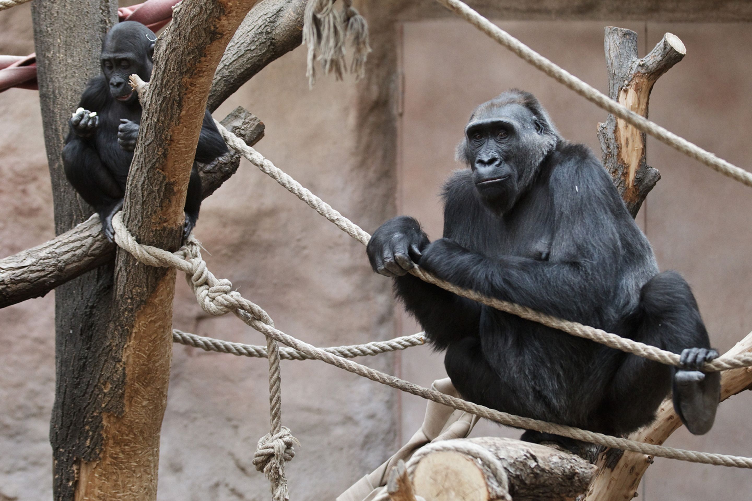 Kamba _5 - GALERIE: Porod gorily Kamby v pražské ZOO (3/8)