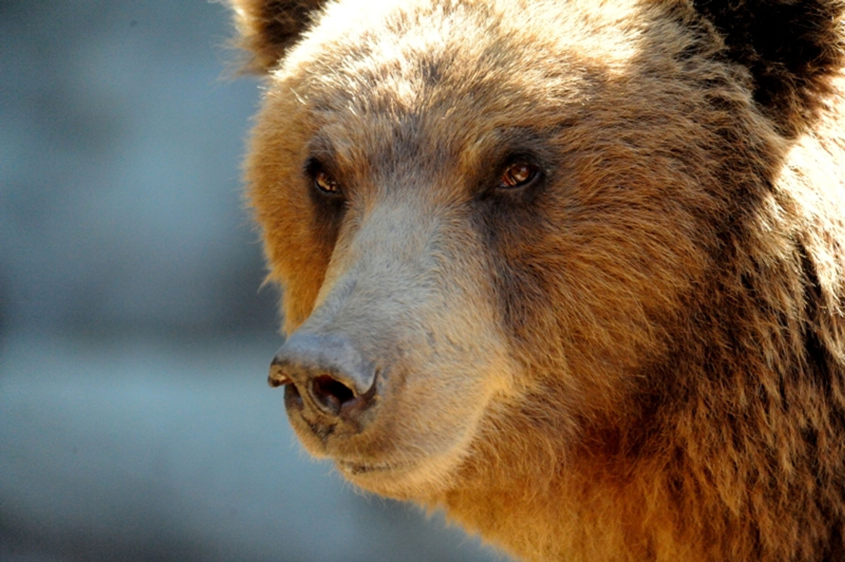 Medvěd hnědý - GALERIE: Kriticky ohrožené druhy (7/16)