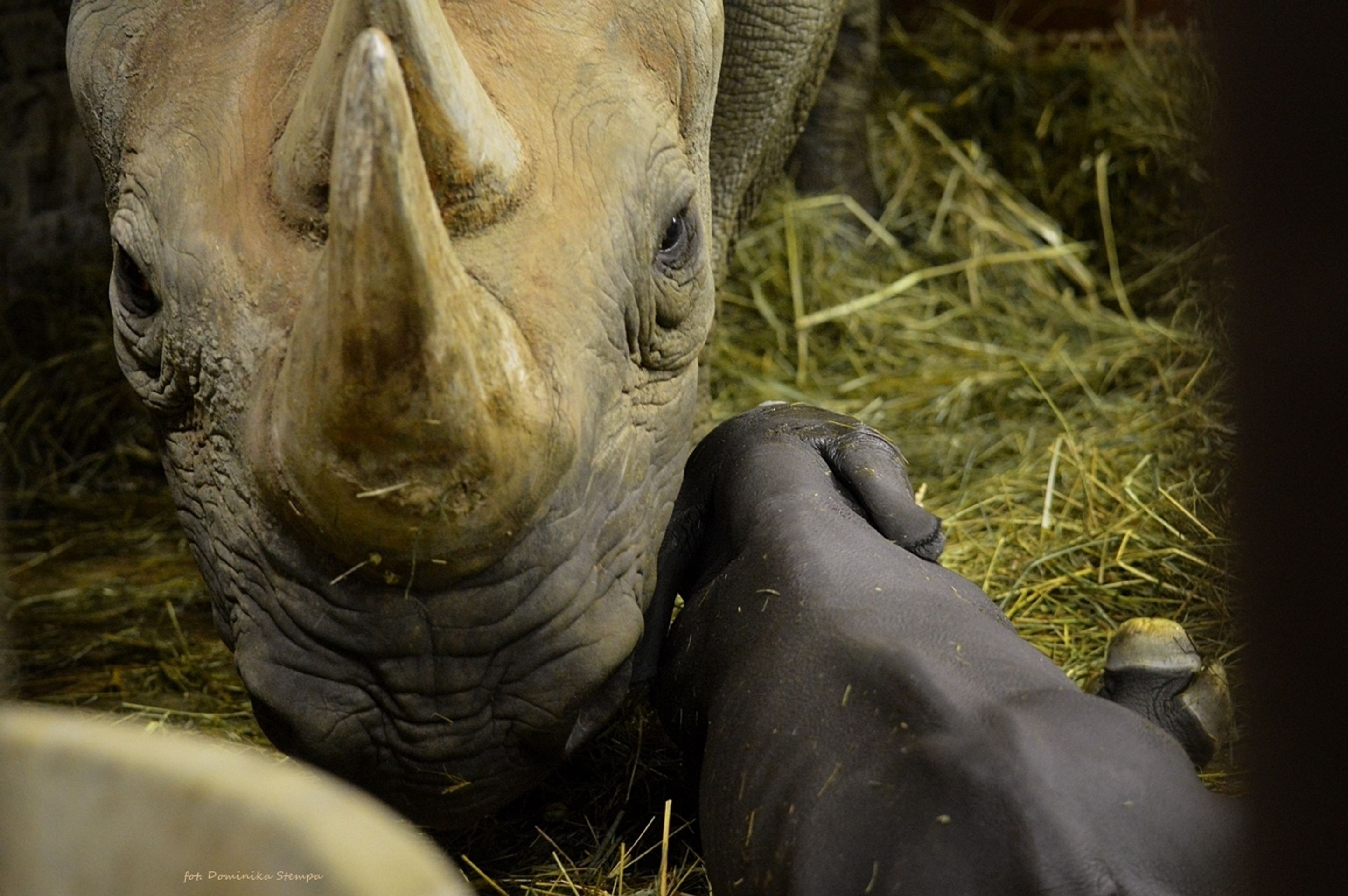 Do Safari Parku Dvůr Králové přibyli během dvou dnů hned dva nosorožci - 1 - GALERIE: Do Safari Parku Dvůr Králové přibyli během dvou dnů hned dva nosorožci (1/10)