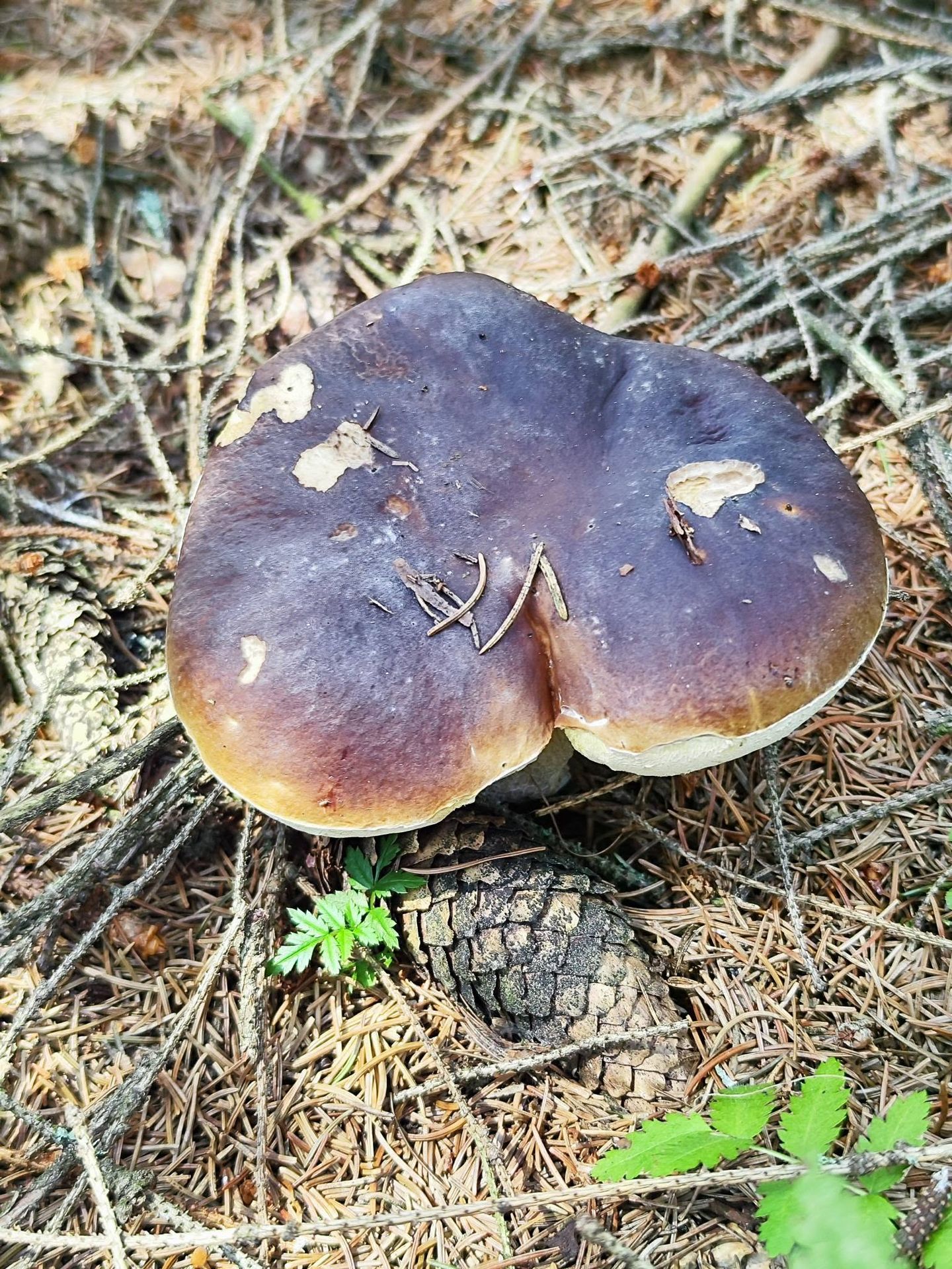 Houbová nadílka na Chomutovsku - Houbová nadílka na Chomutovsku (9/12)