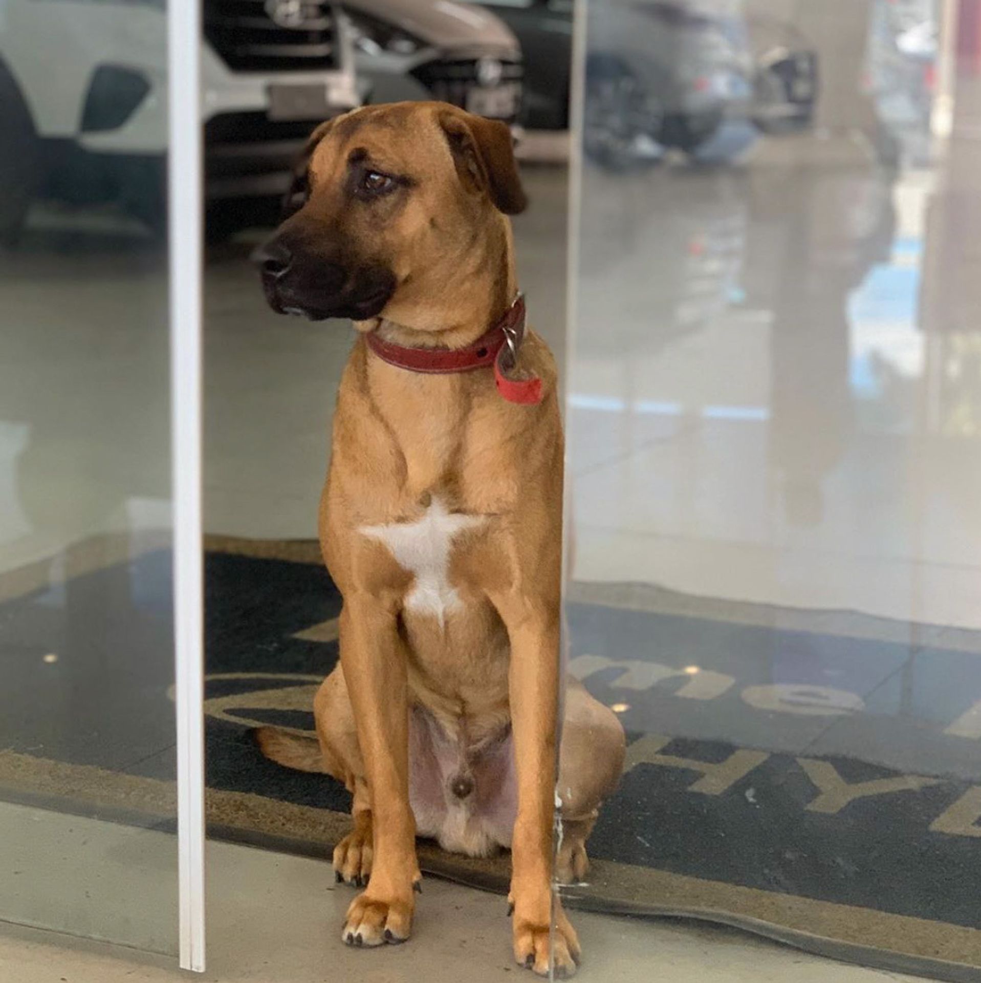 Toulavý pes zaměstnancem autosalonu - 33 - Fotogalerie: Toulavý pes se stal zaměstnancem autosalonu (3/18)