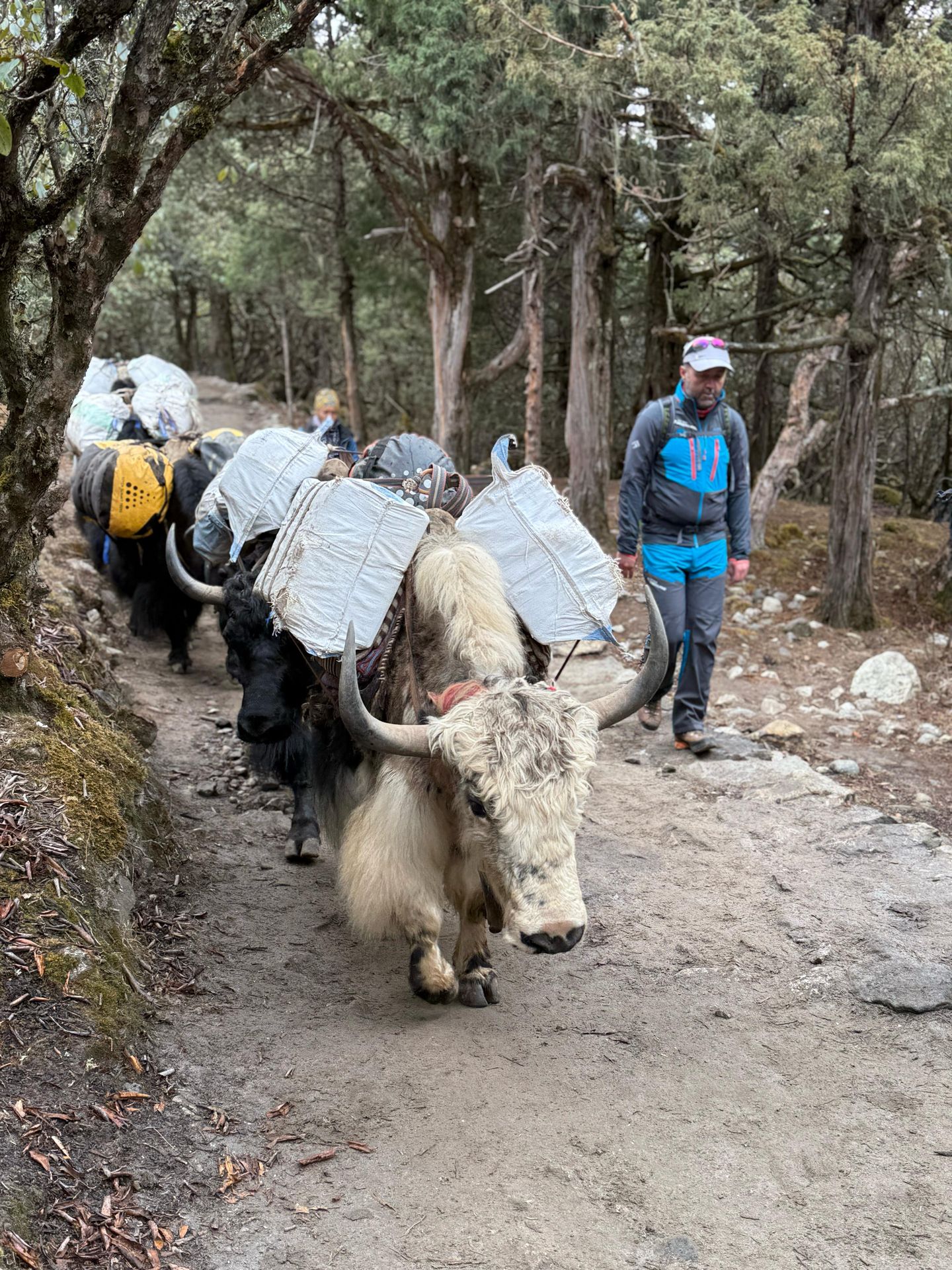 Česká expedice na Mount Everest - Česká expedice na Mount Everest (9/19)