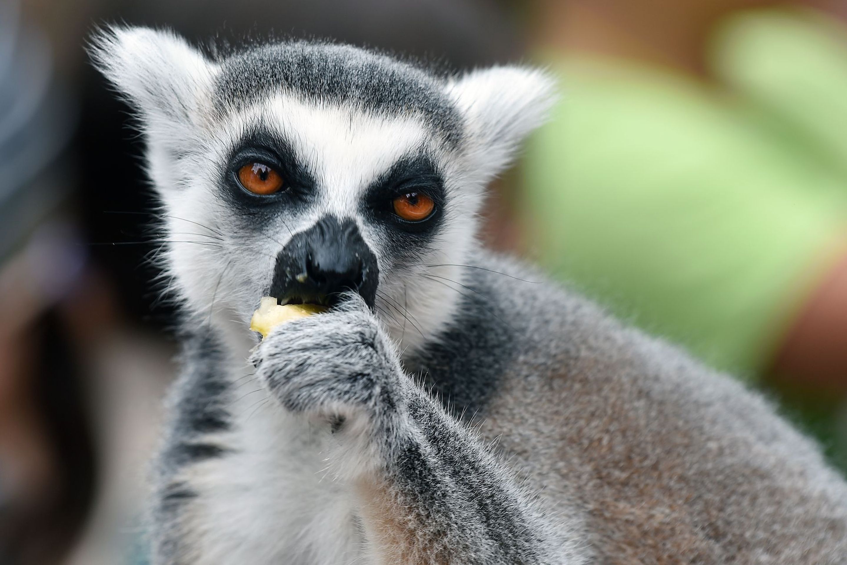 Krmení lemurů v ZOO Praha - 10 - GALERIE: Krmení lemurů v ZOO Praha (10/19)