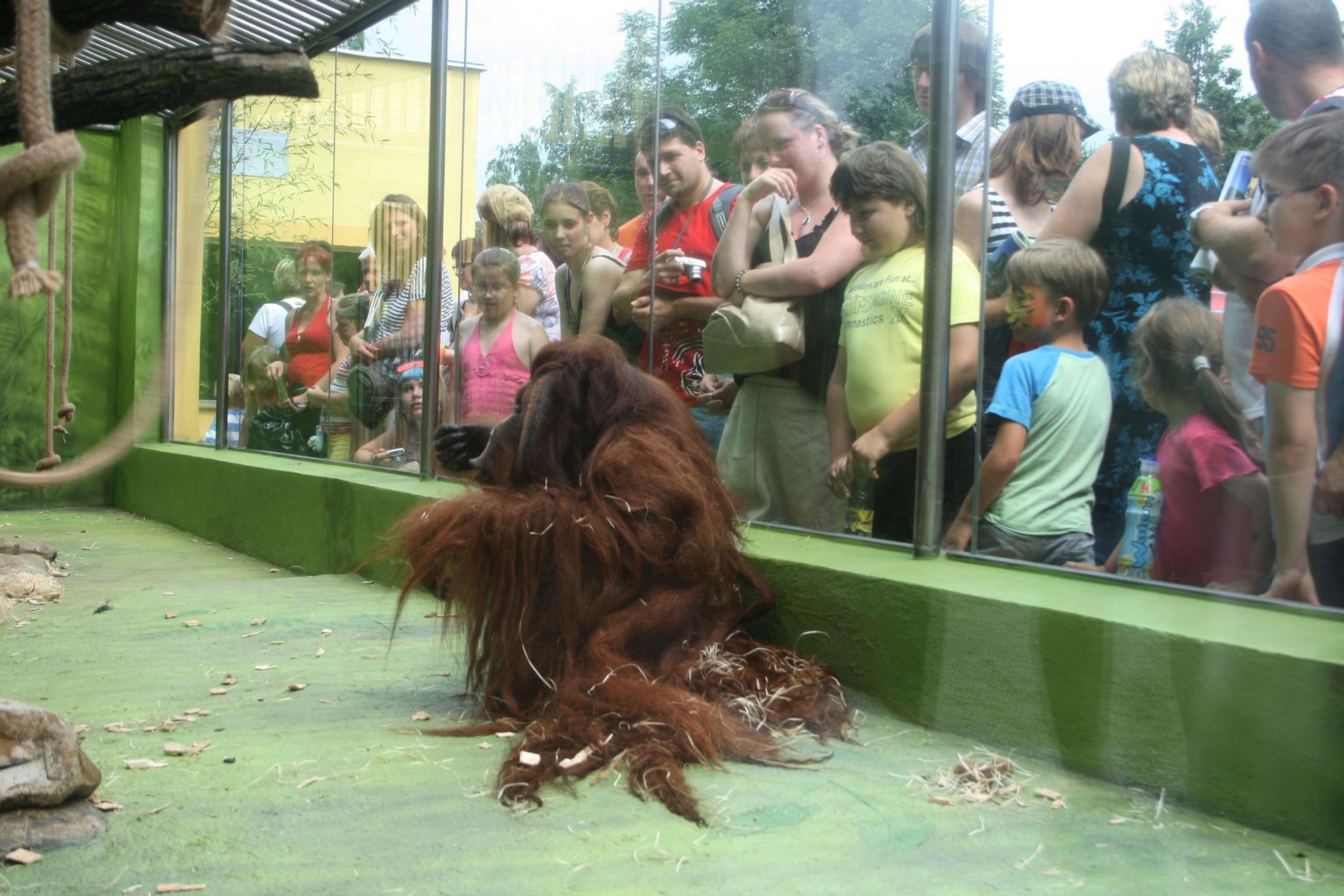 Orangutan Ferda - Orangutan Ferda (6/7)
