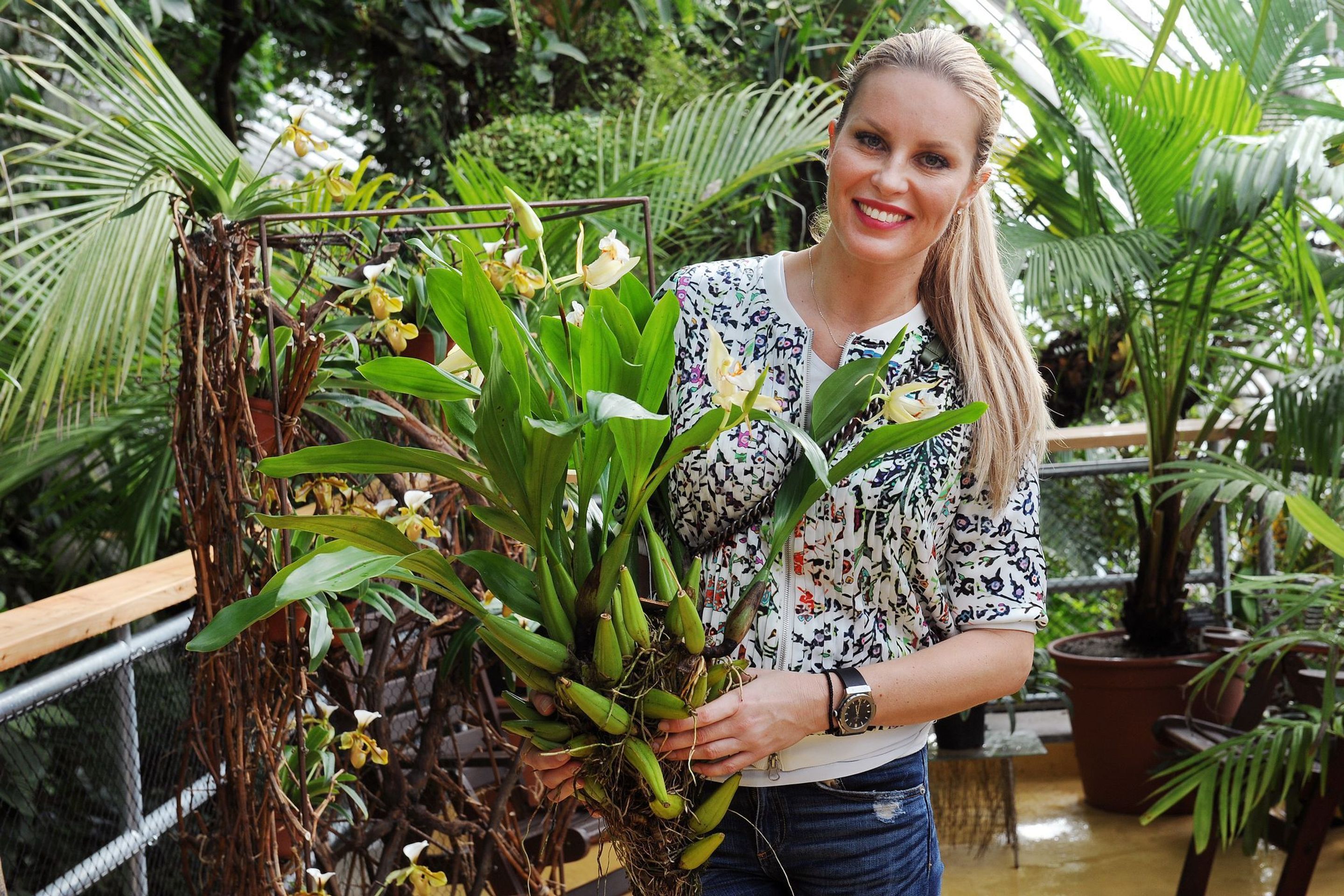 Výstava orchidejí - 14 - GALERIE: Orchideje v pražské botanické zahradě (23/29)